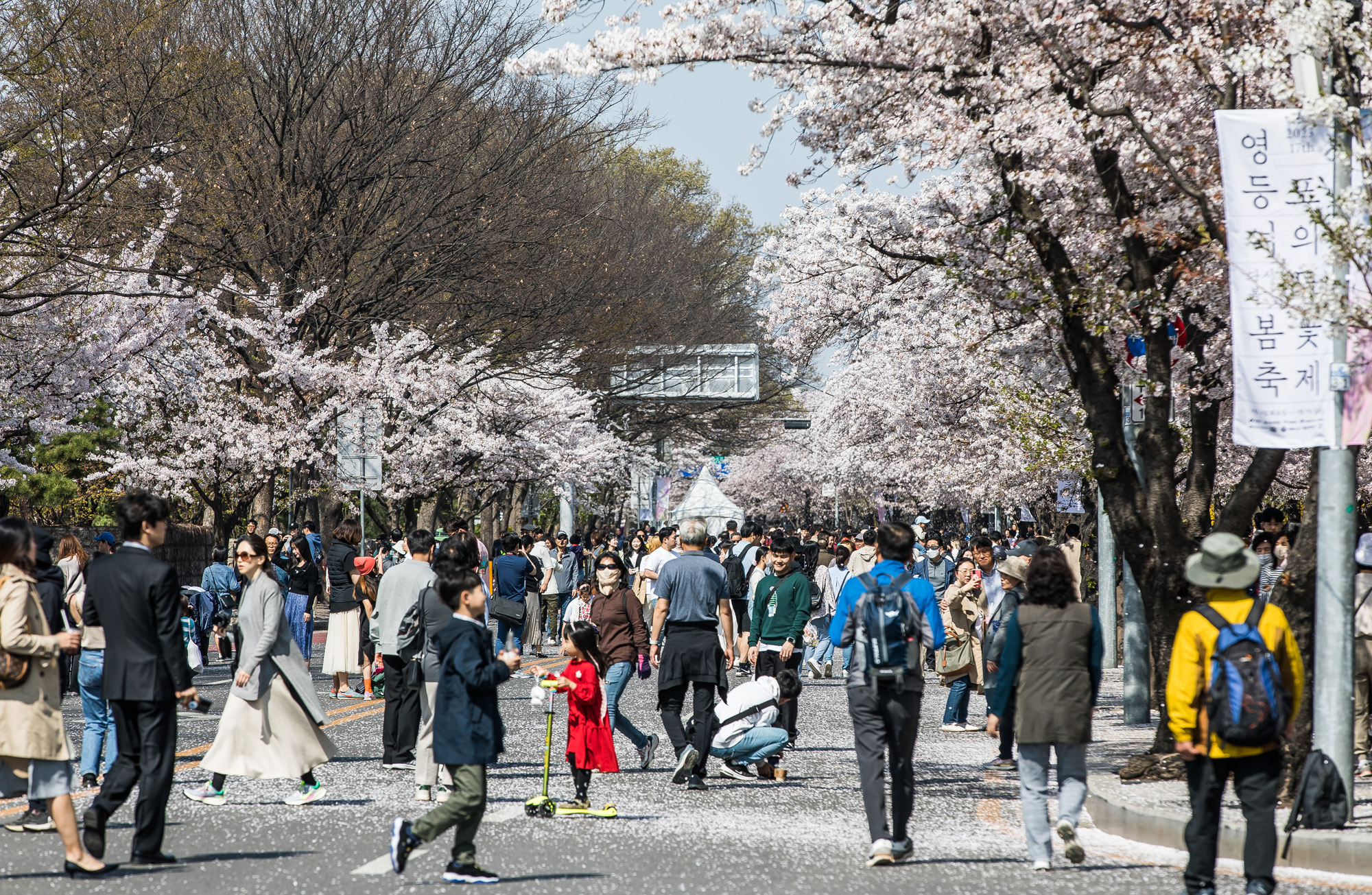 사회;계절스케치;봄꽃스케치;봄스케치;여의도벚꽃;서울벚꽃개화;여의도봄꽃개화;지구온난화;이른개화;여의도벚꽃축제