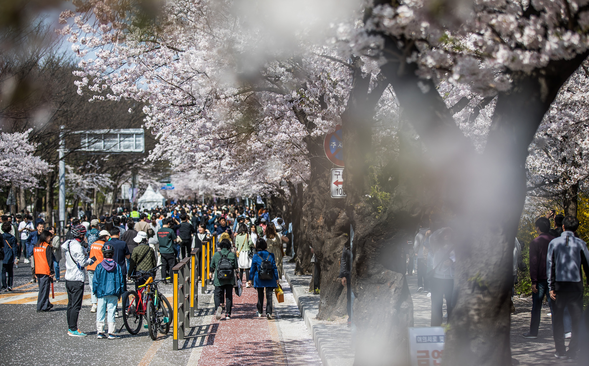 사회;계절스케치;봄꽃스케치;봄스케치;여의도벚꽃;서울벚꽃개화;여의도봄꽃개화;지구온난화;이른개화;여의도벚꽃축제