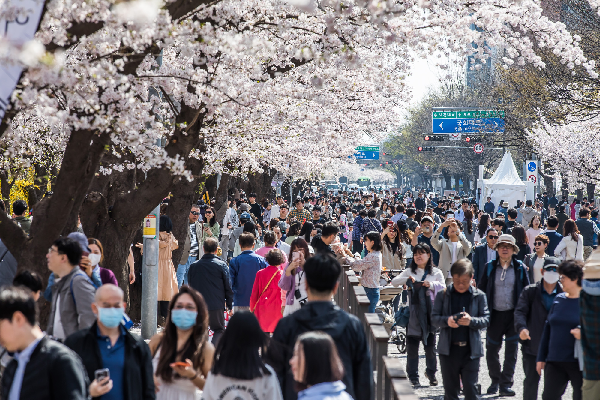 사회;계절스케치;봄꽃스케치;봄스케치;여의도벚꽃;서울벚꽃개화;여의도봄꽃개화;지구온난화;이른개화;여의도벚꽃축제