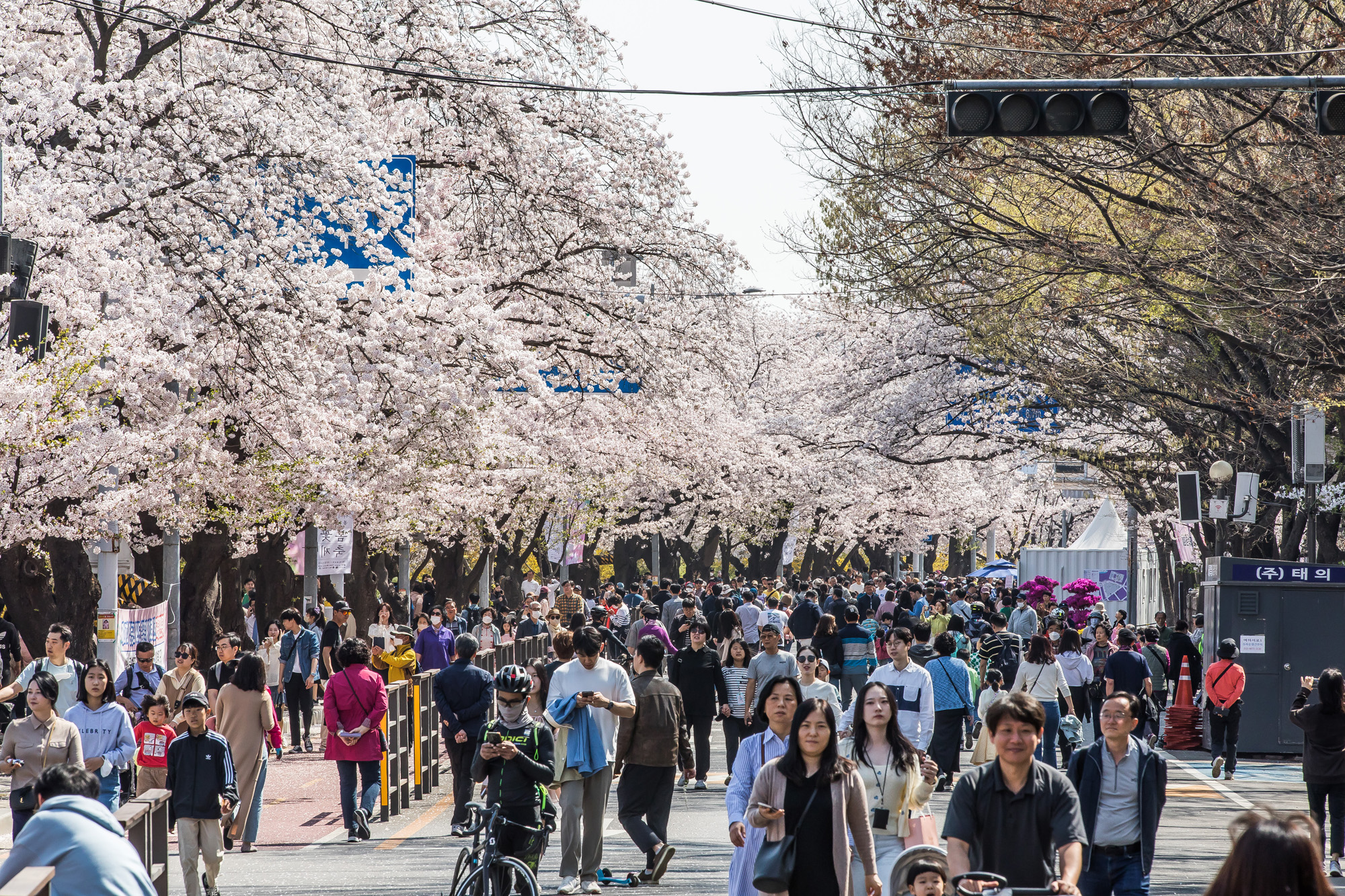 사회;계절스케치;봄꽃스케치;봄스케치;여의도벚꽃;서울벚꽃개화;여의도봄꽃개화;지구온난화;이른개화;여의도벚꽃축제