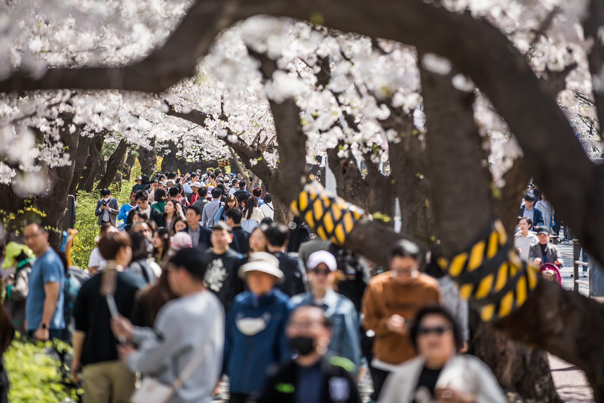 사회;계절스케치;봄꽃스케치;봄스케치;여의도벚꽃;서울벚꽃개화;여의도봄꽃개화;지구온난화;이른개화;여의도벚꽃축제