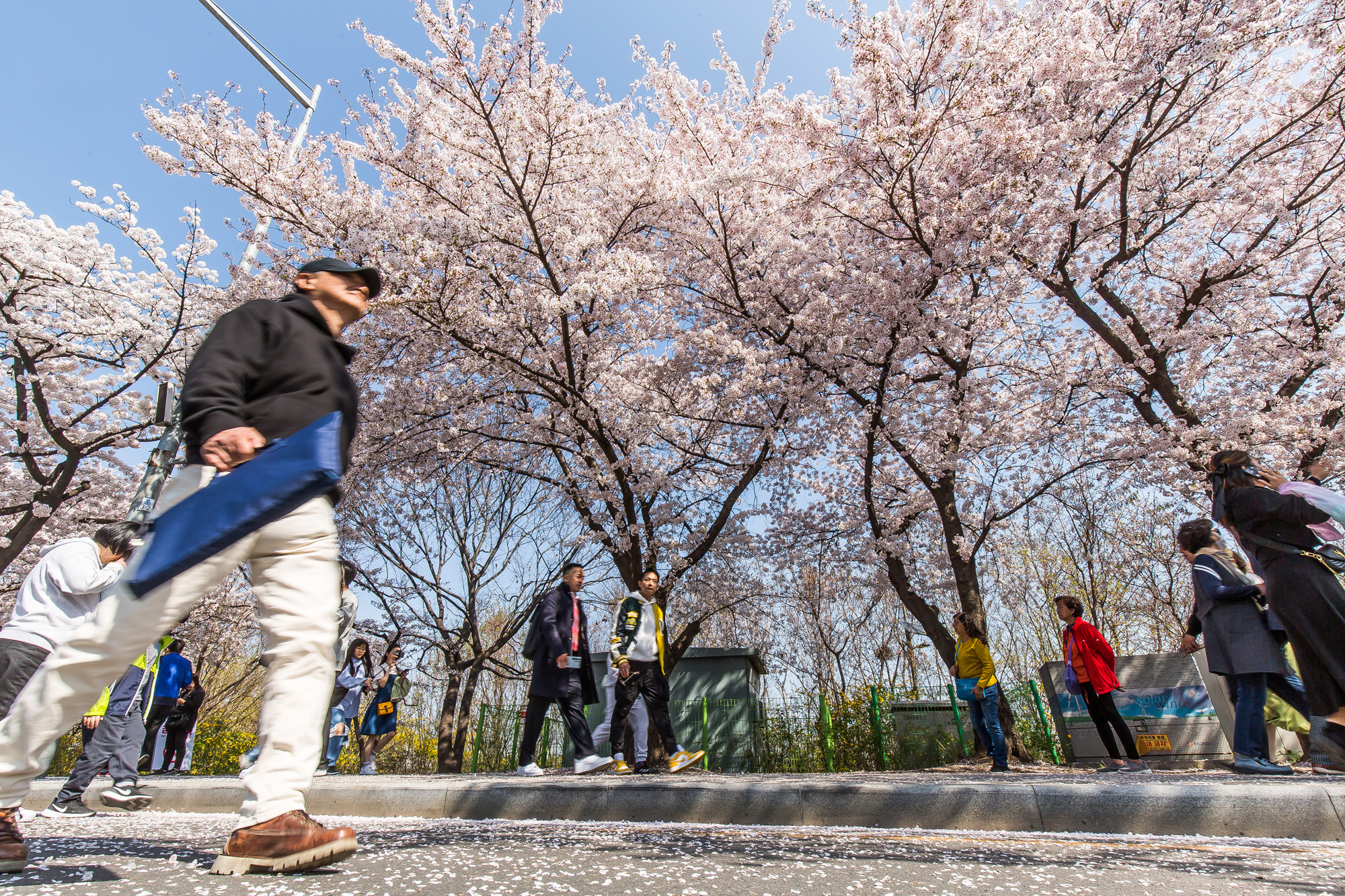 사회;계절스케치;봄꽃스케치;봄스케치;여의도벚꽃;서울벚꽃개화;여의도봄꽃개화;지구온난화;이른개화;여의도벚꽃축제