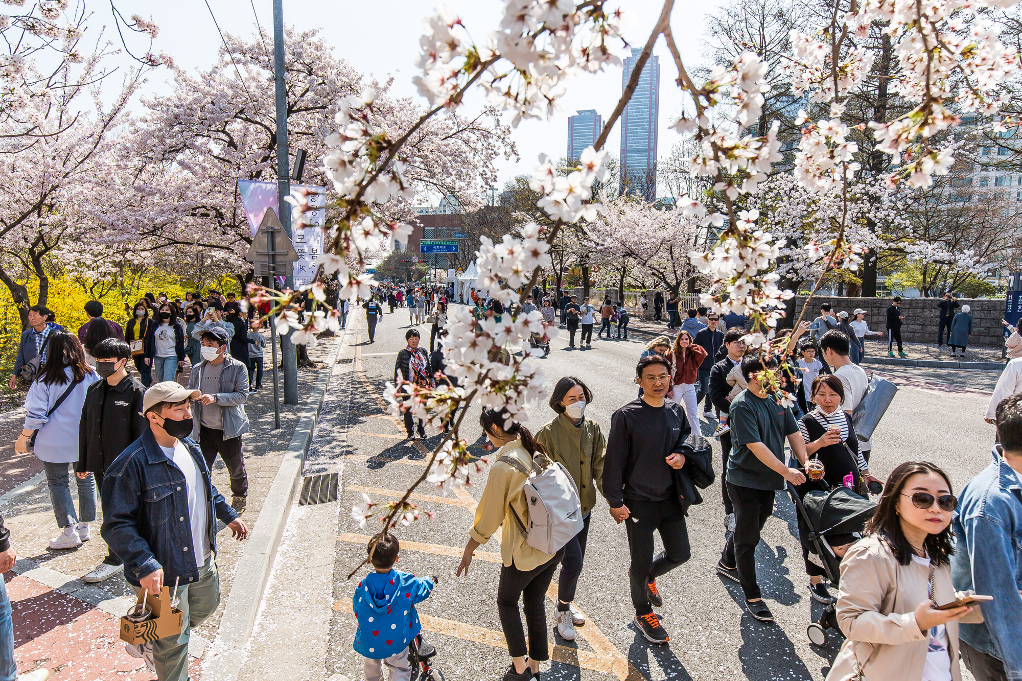사회;계절스케치;봄꽃스케치;봄스케치;여의도벚꽃;서울벚꽃개화;여의도봄꽃개화;지구온난화;이른개화;여의도벚꽃축제