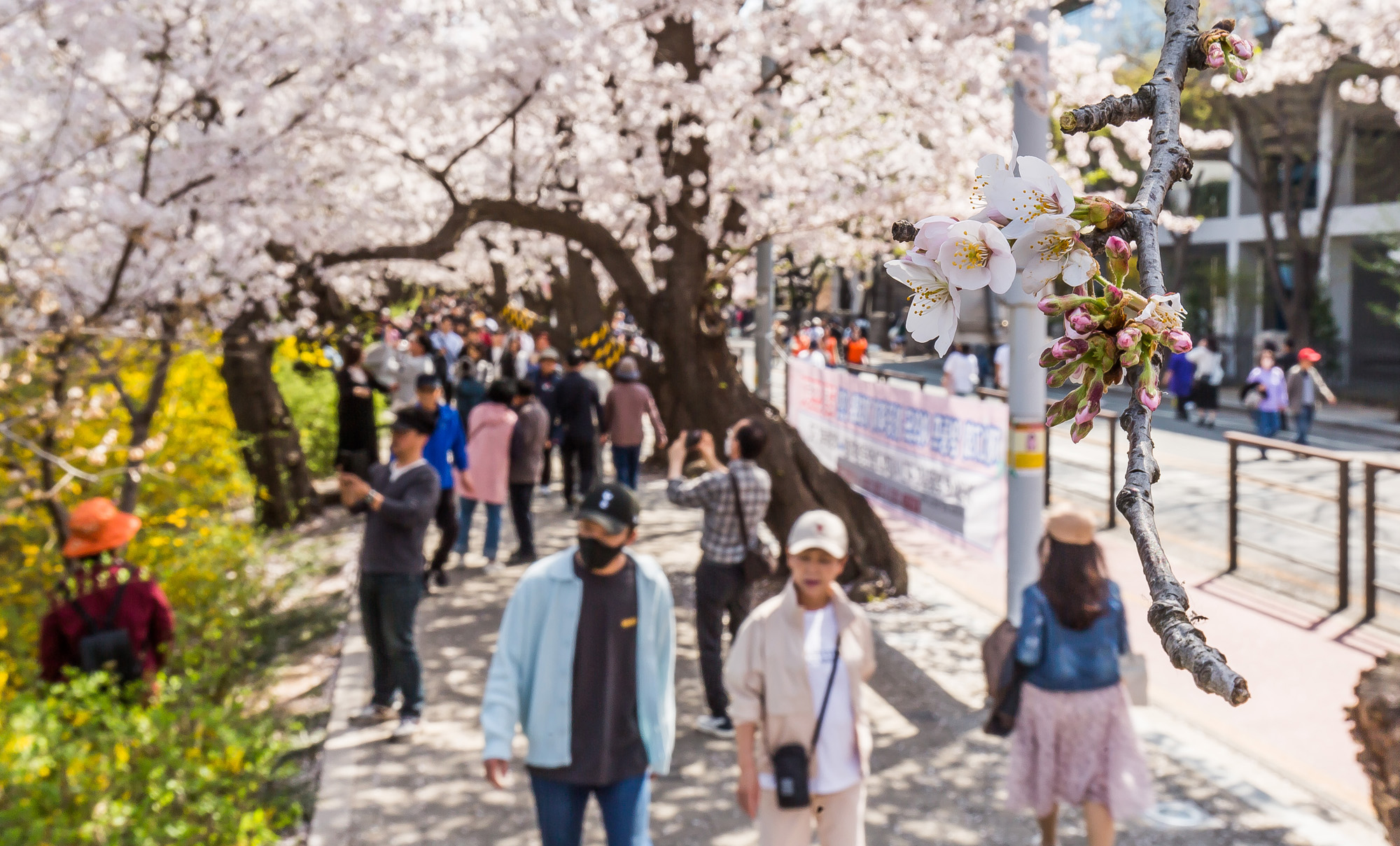 사회;계절스케치;봄꽃스케치;봄스케치;여의도벚꽃;서울벚꽃개화;여의도봄꽃개화;지구온난화;이른개화;여의도벚꽃축제