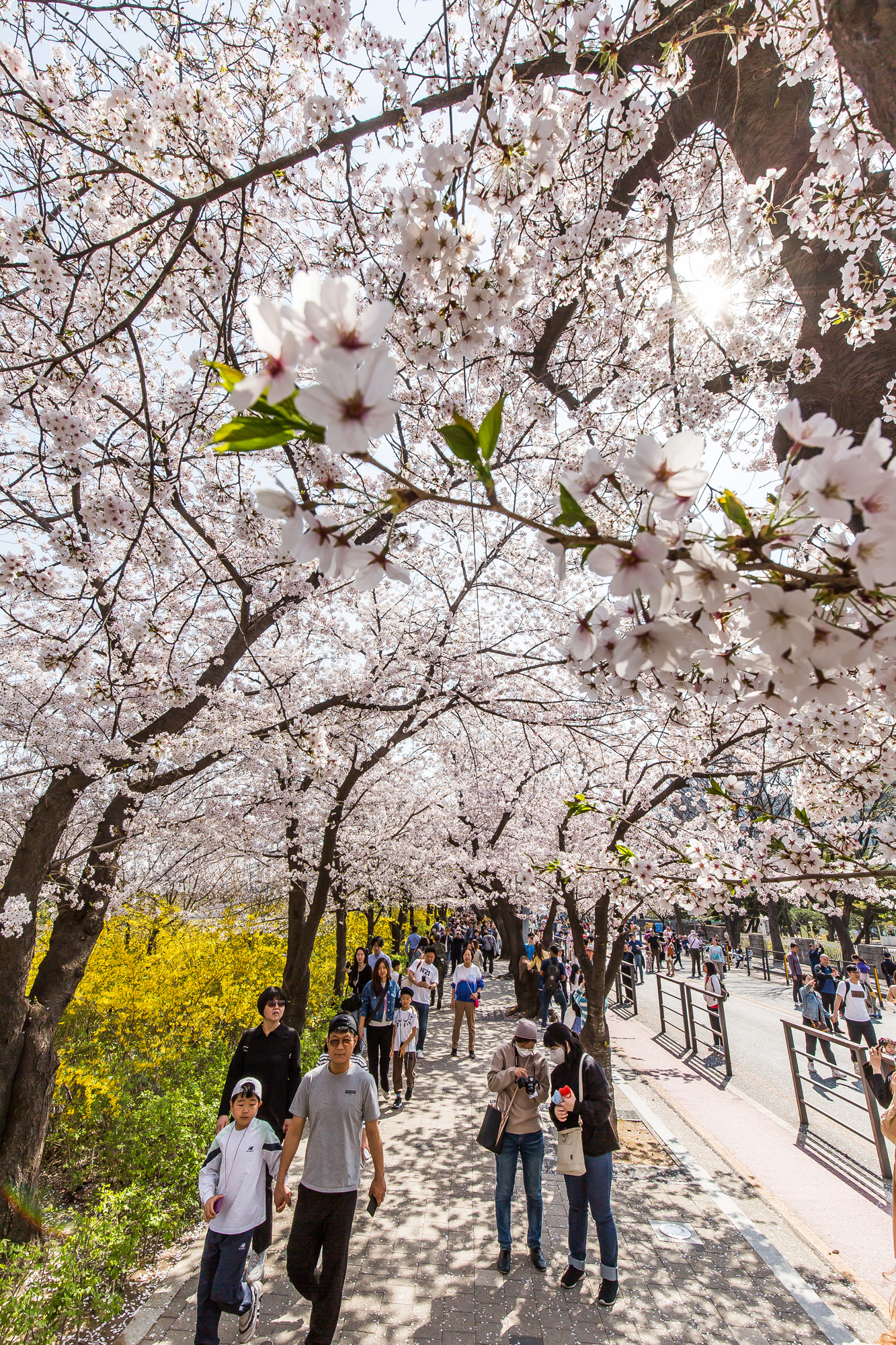 사회;계절스케치;봄꽃스케치;봄스케치;여의도벚꽃;서울벚꽃개화;여의도봄꽃개화;지구온난화;이른개화;여의도벚꽃축제