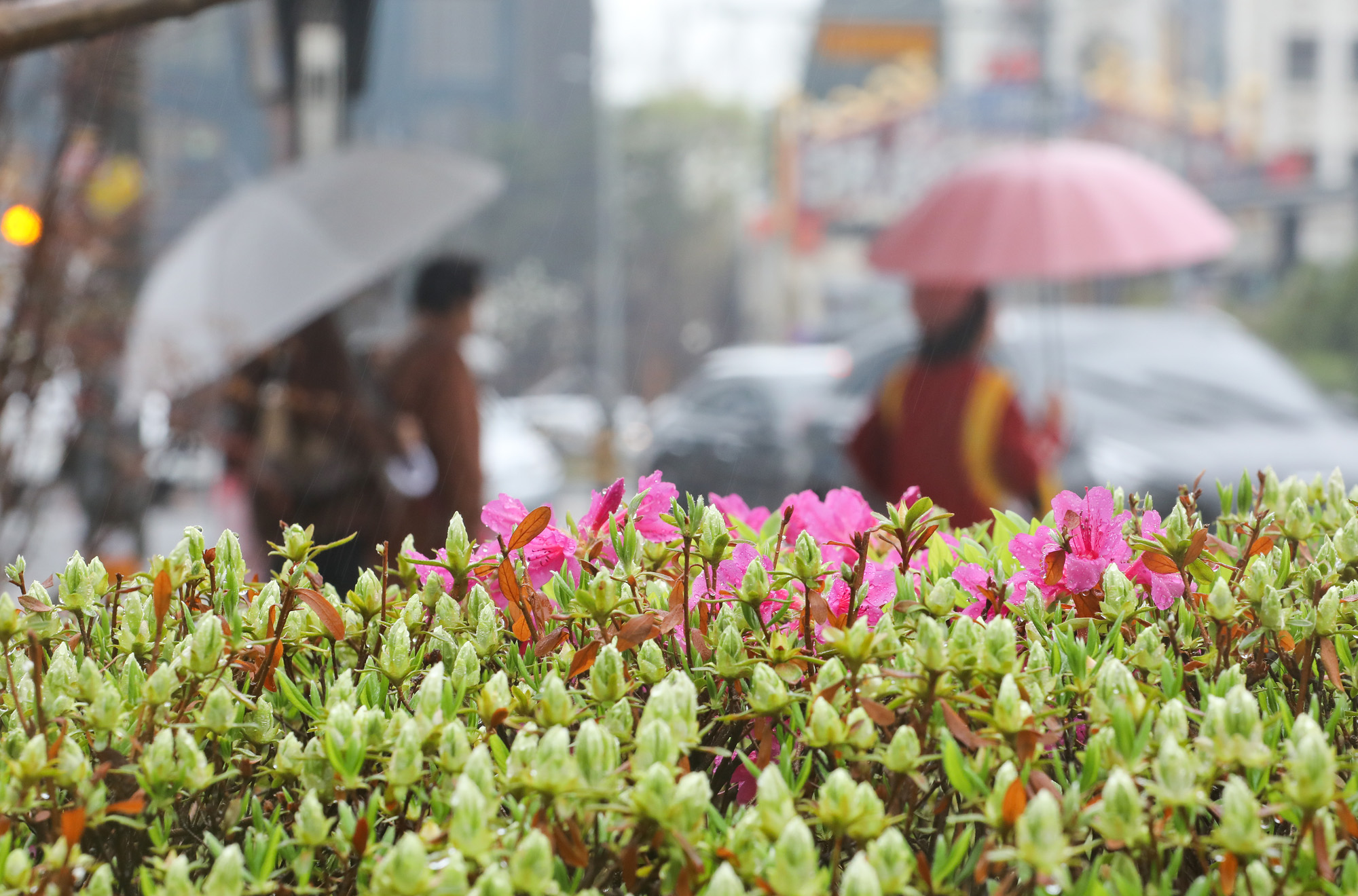 봄꽃;봄비;식목일봄비