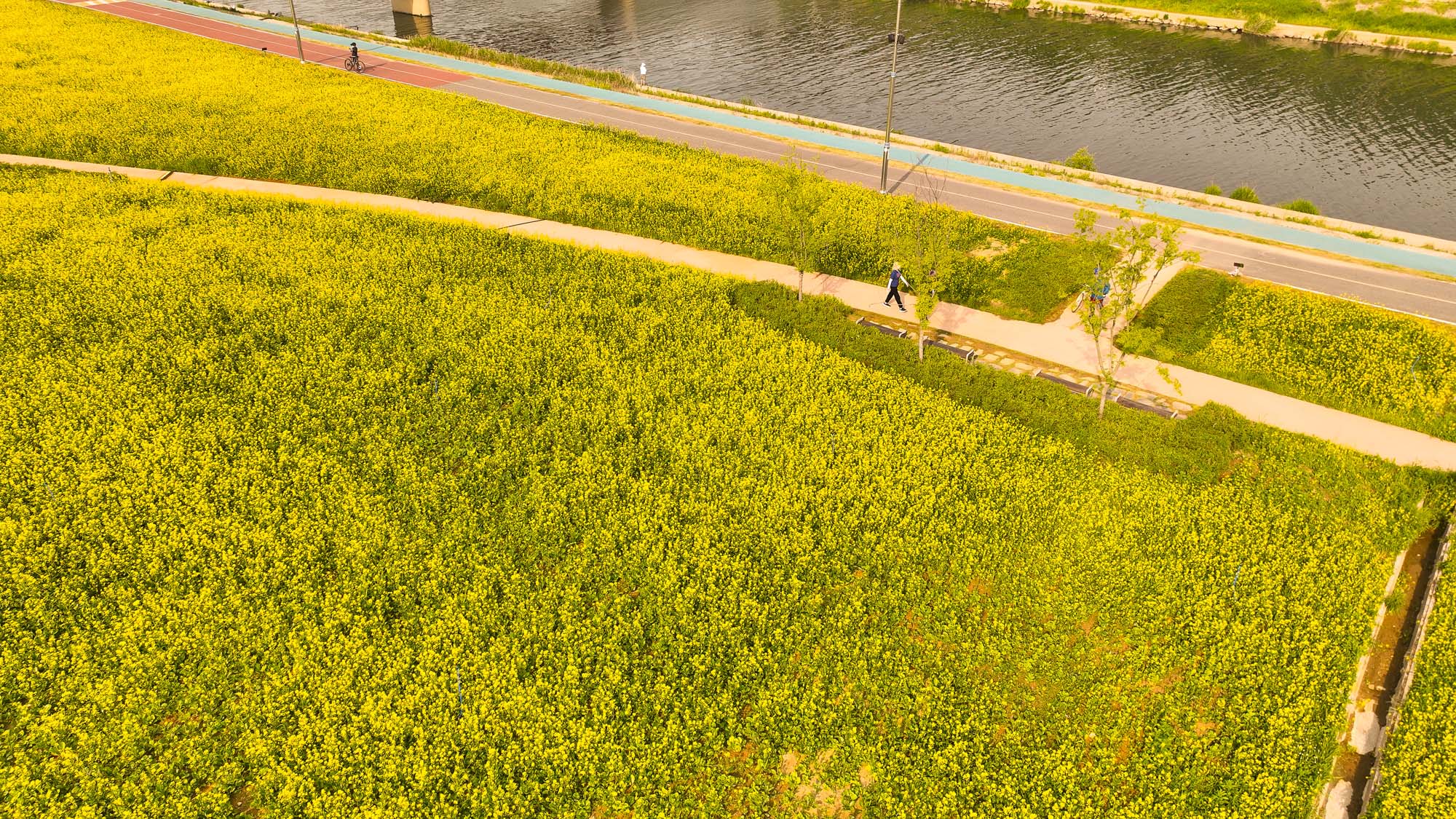 구리 한강시민공원 유채꽃