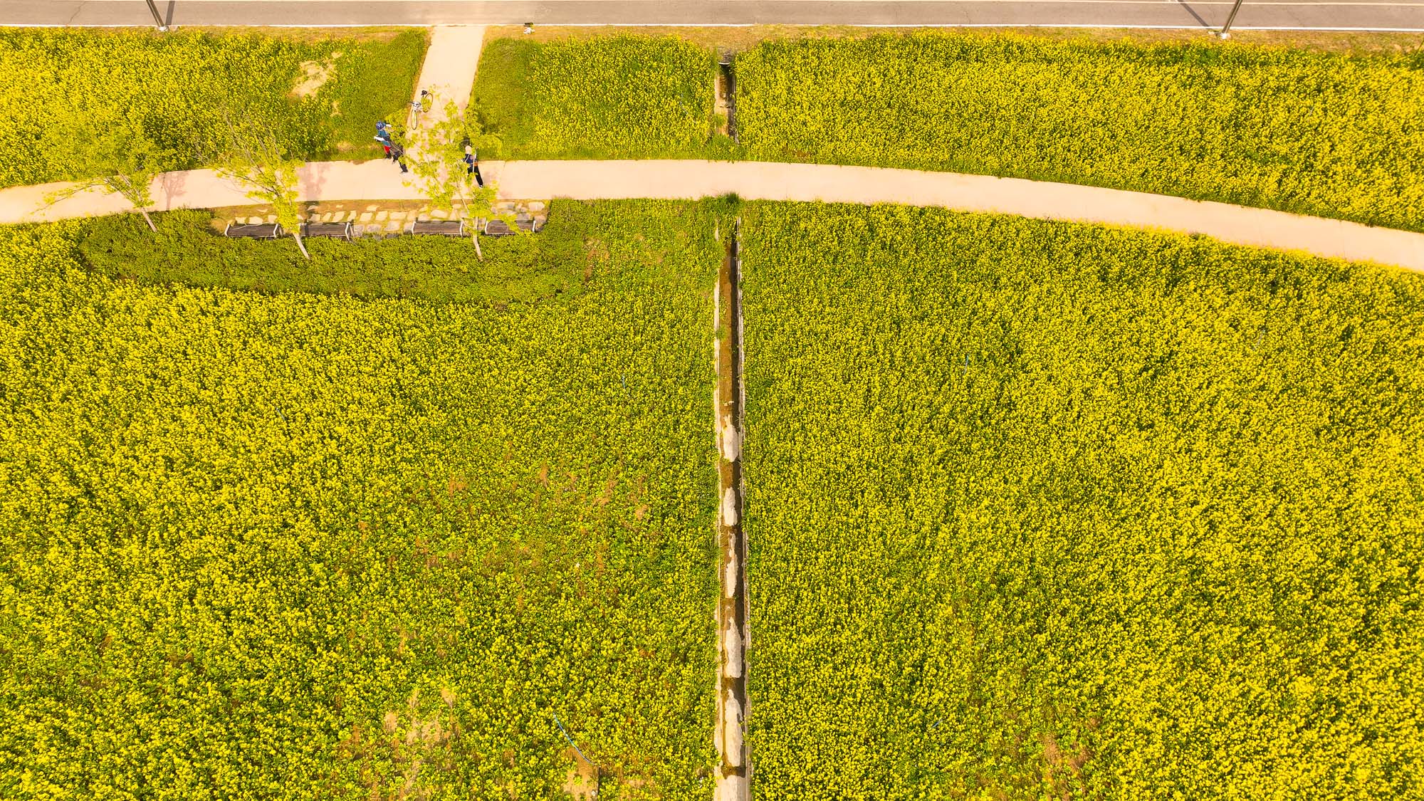 구리 한강시민공원 유채꽃