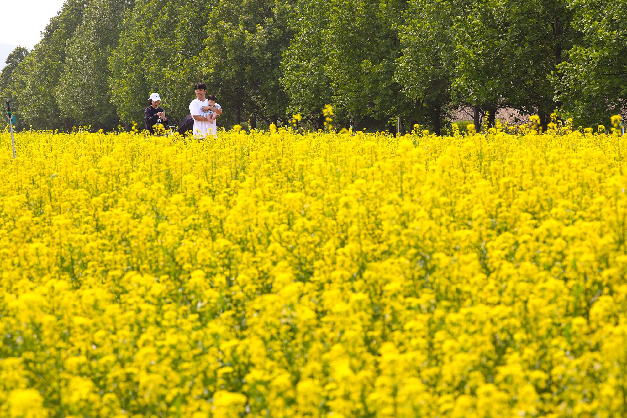 구리 한강시민공원 유채꽃