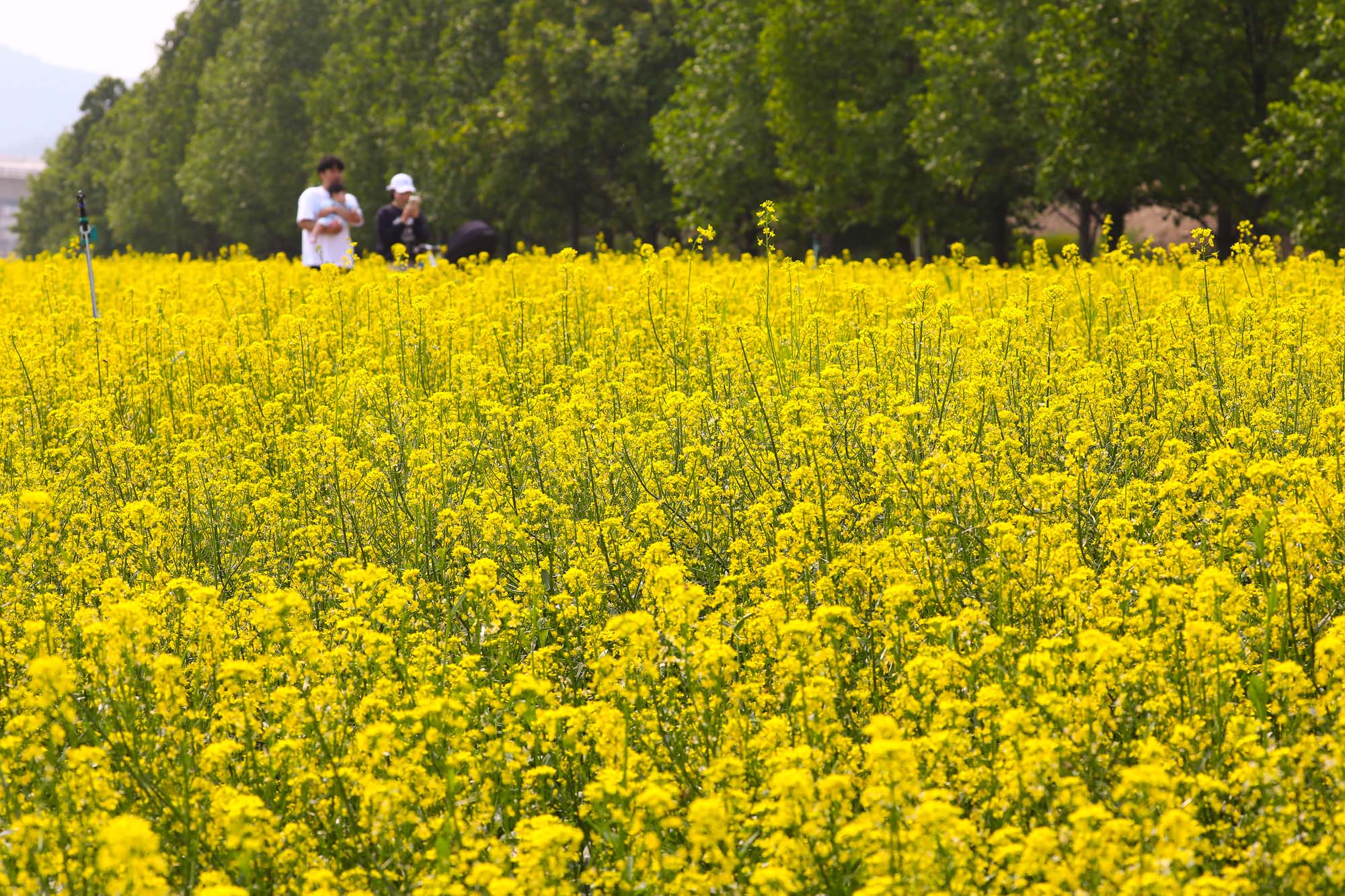 구리 한강시민공원 유채꽃