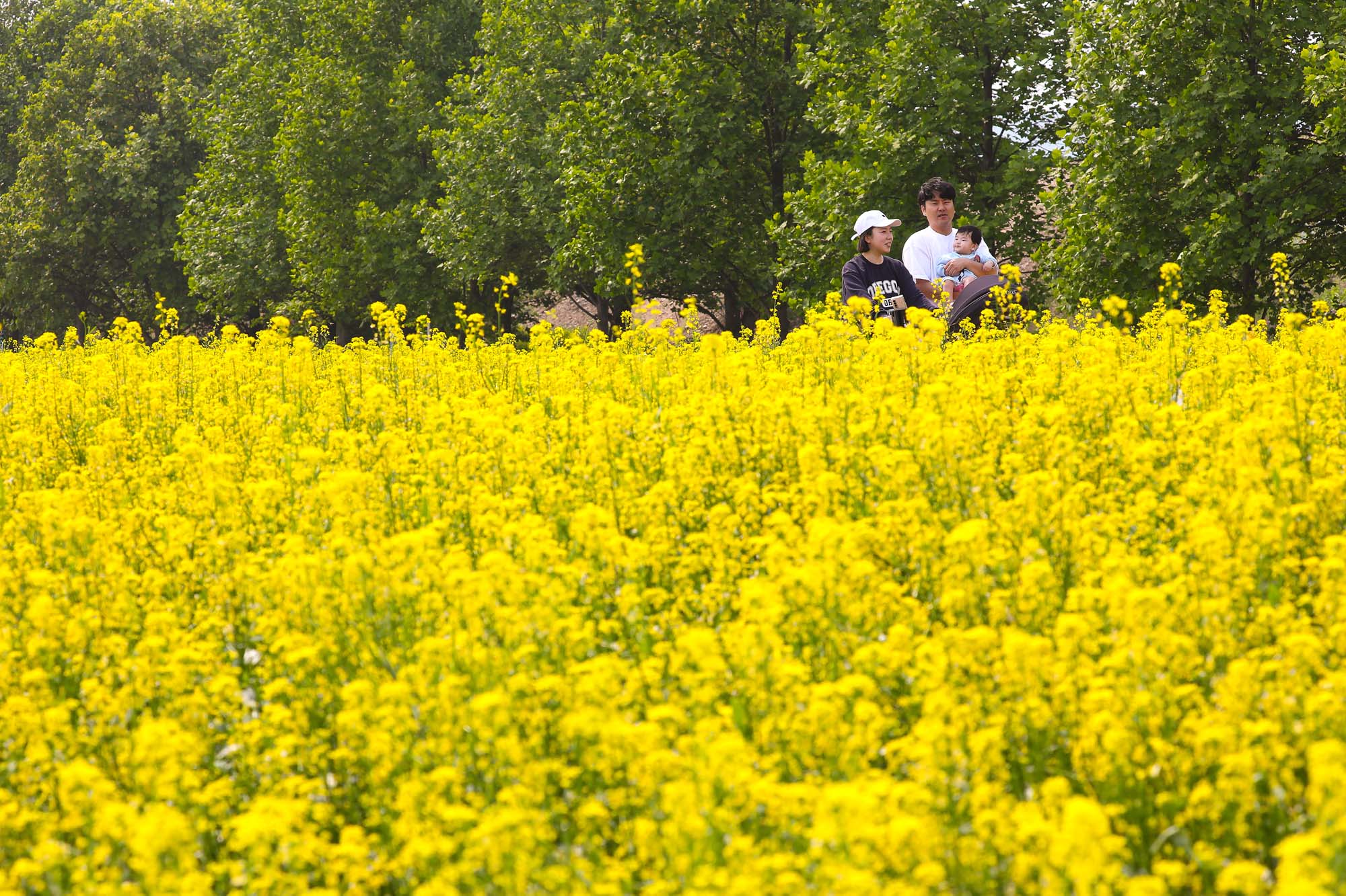 구리 한강시민공원 유채꽃