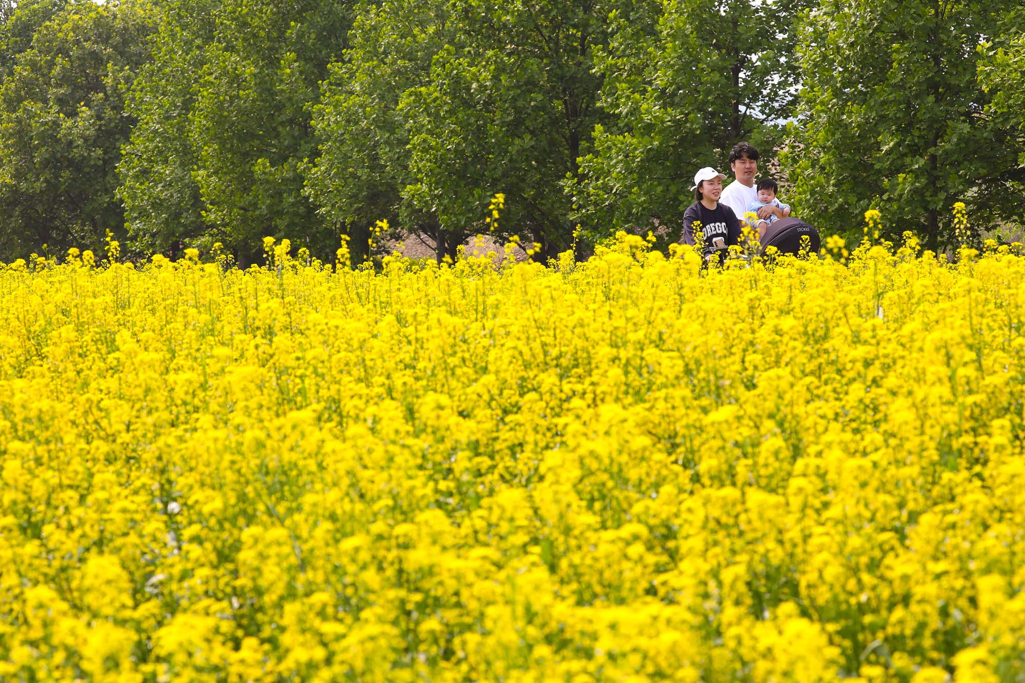 구리 한강시민공원 유채꽃