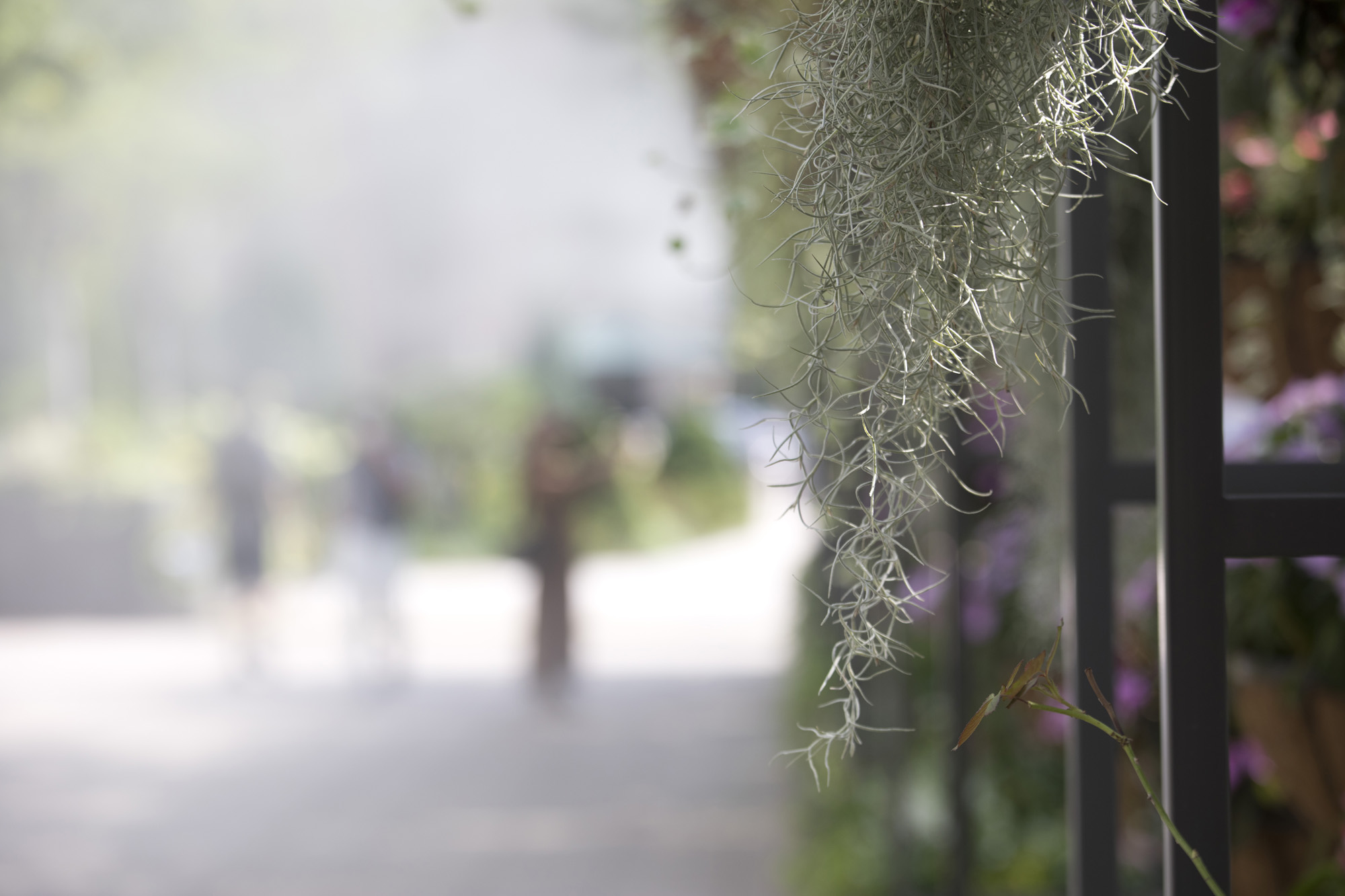 사회;세태;폭염;더위;여름;그늘막;횡단보도;쿨링포그;colling fog