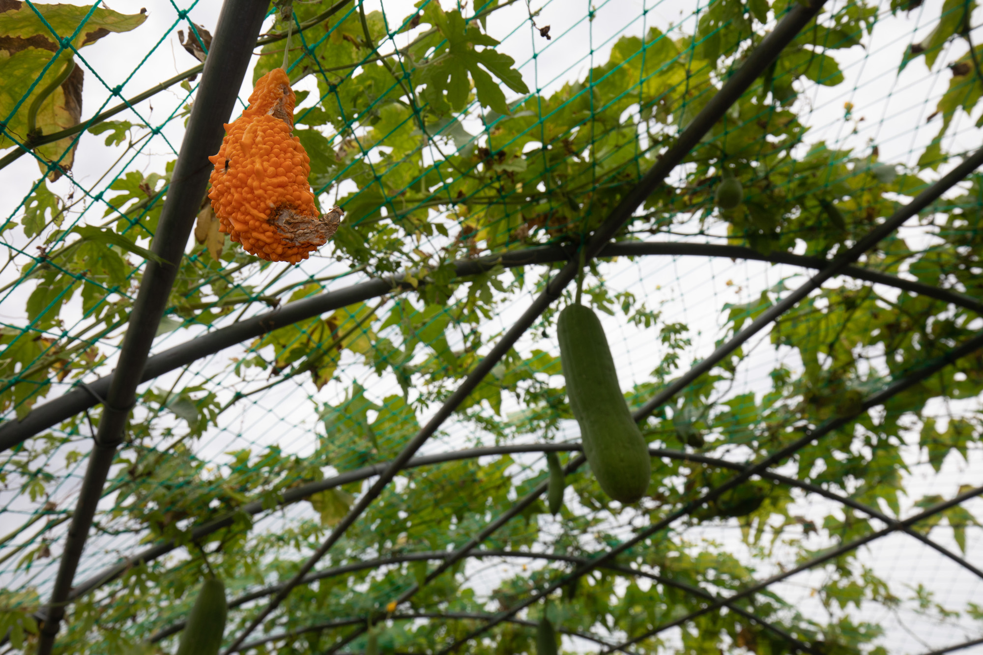 하늘공원;조롱박;입추;가을;한여름
