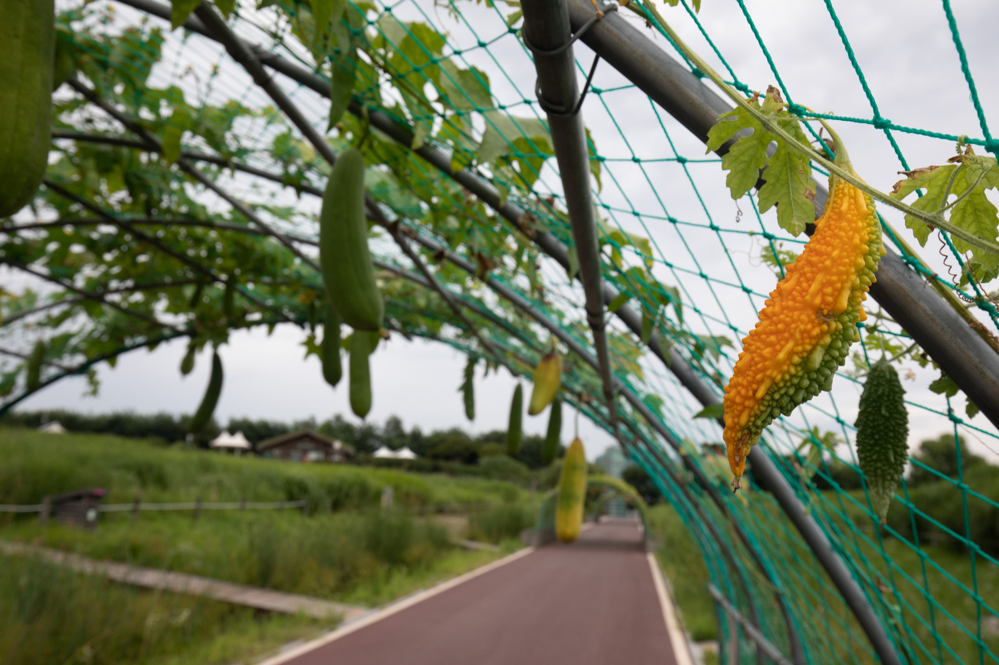하늘공원;조롱박;입추;가을;한여름