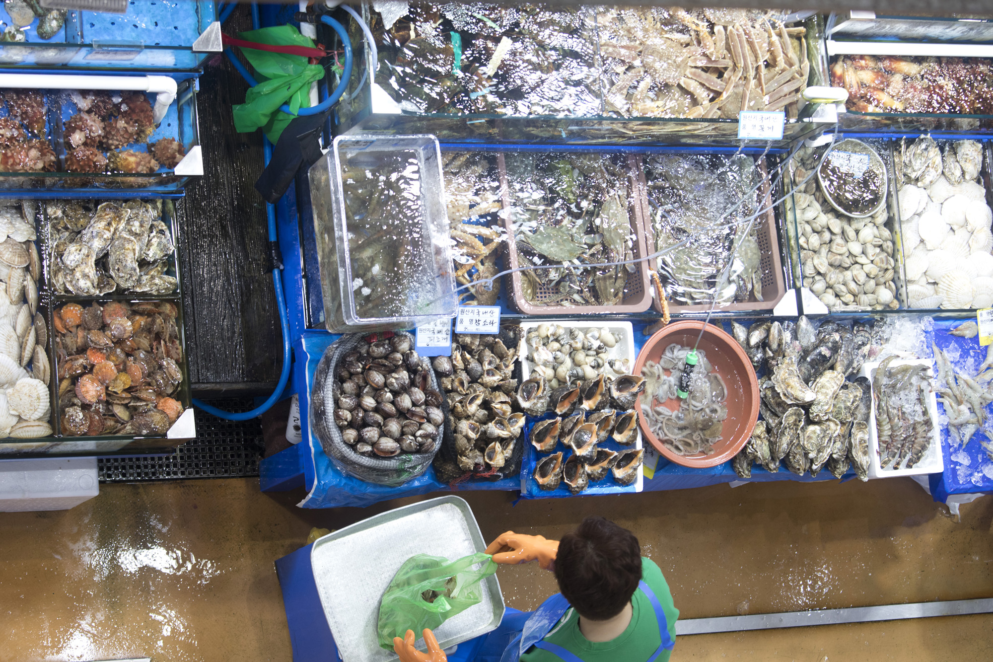 사회;세태;후쿠시마;방사능;오염수;노량진;수산시장