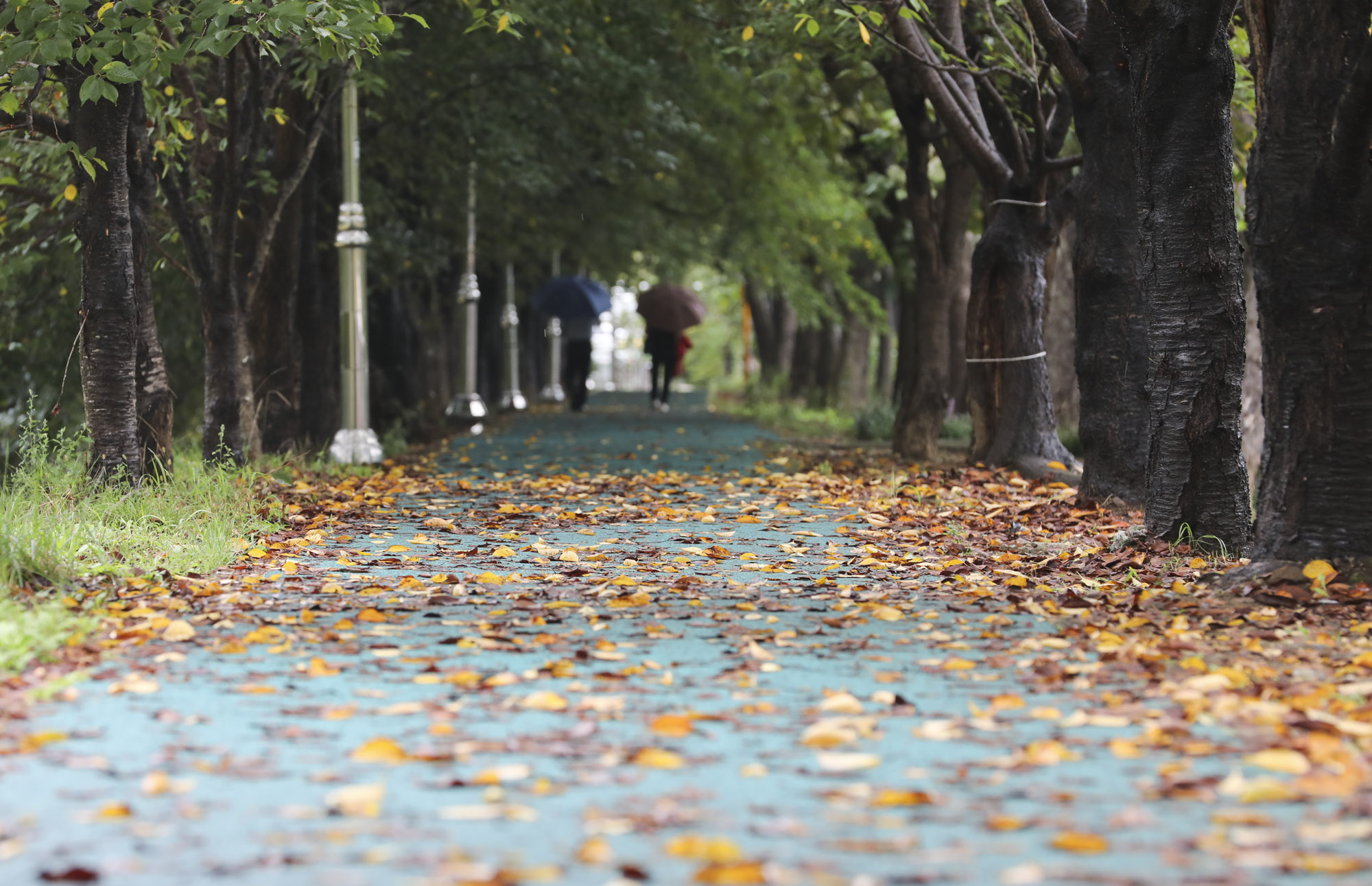 가을비;가을장마;미헌시민의숲;날씨;비