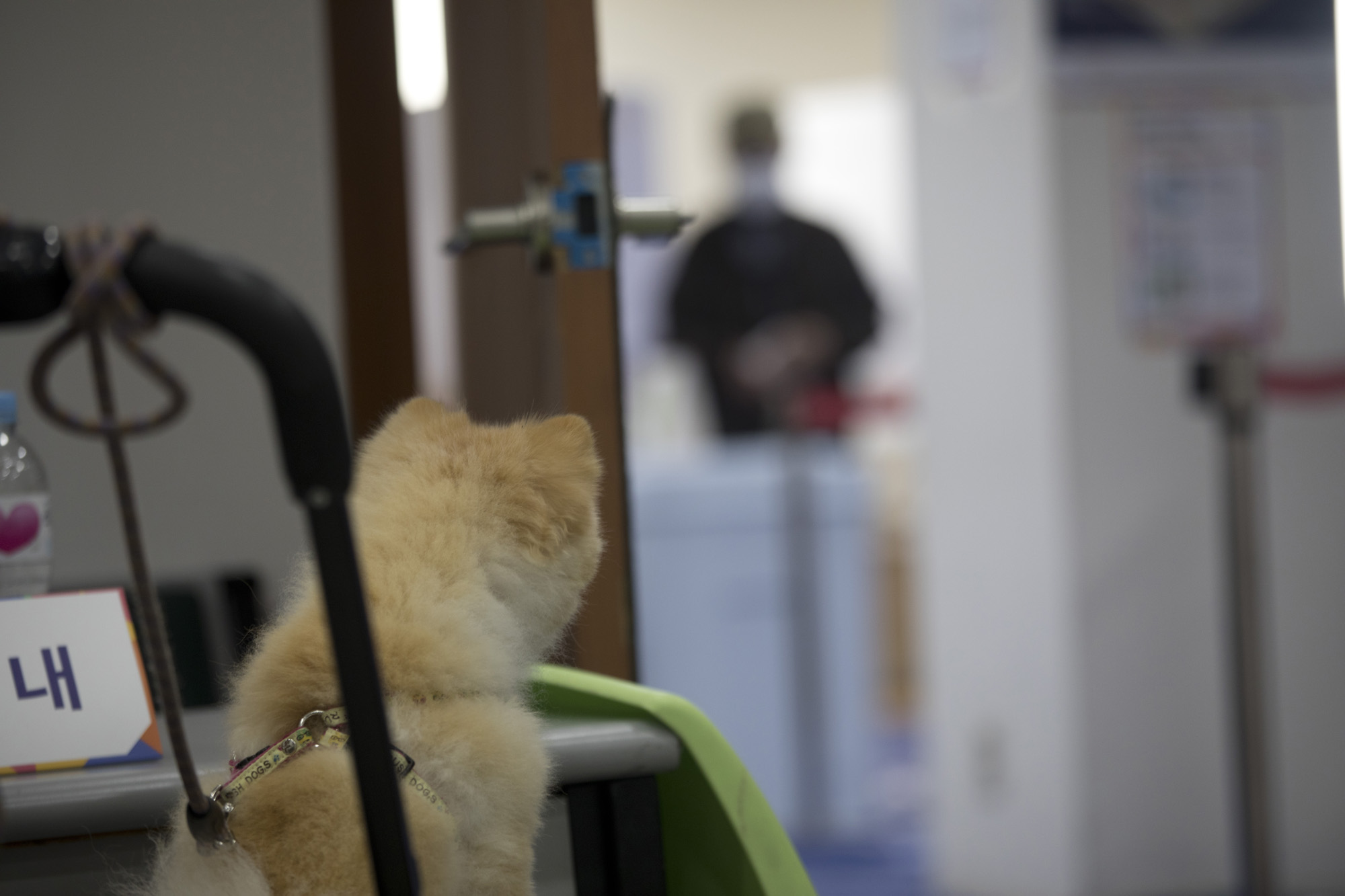 정치;선거;강서구청장;보궐선거;사전투표