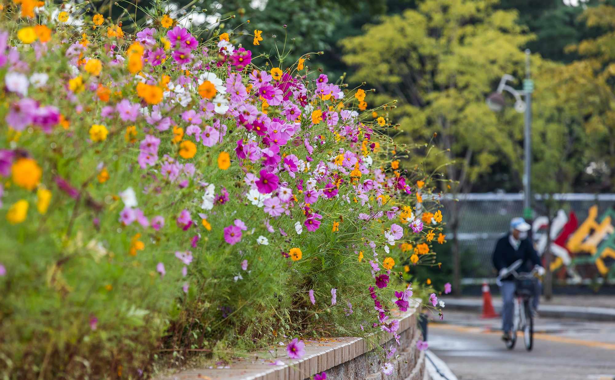 날씨;계절;계절스케치;가을스케치;가을비;일산호수공원;가을낙엽;가을꽃;가을코스모스