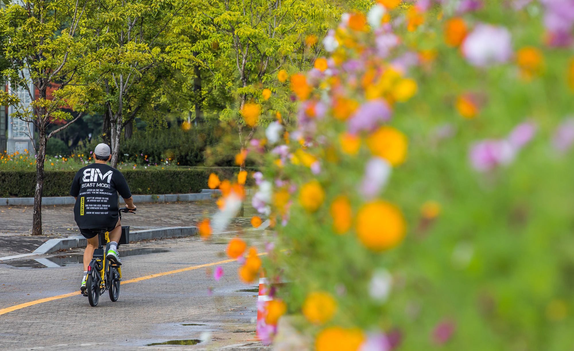 날씨;계절;계절스케치;가을스케치;가을비;일산호수공원;가을낙엽;가을꽃;가을코스모스