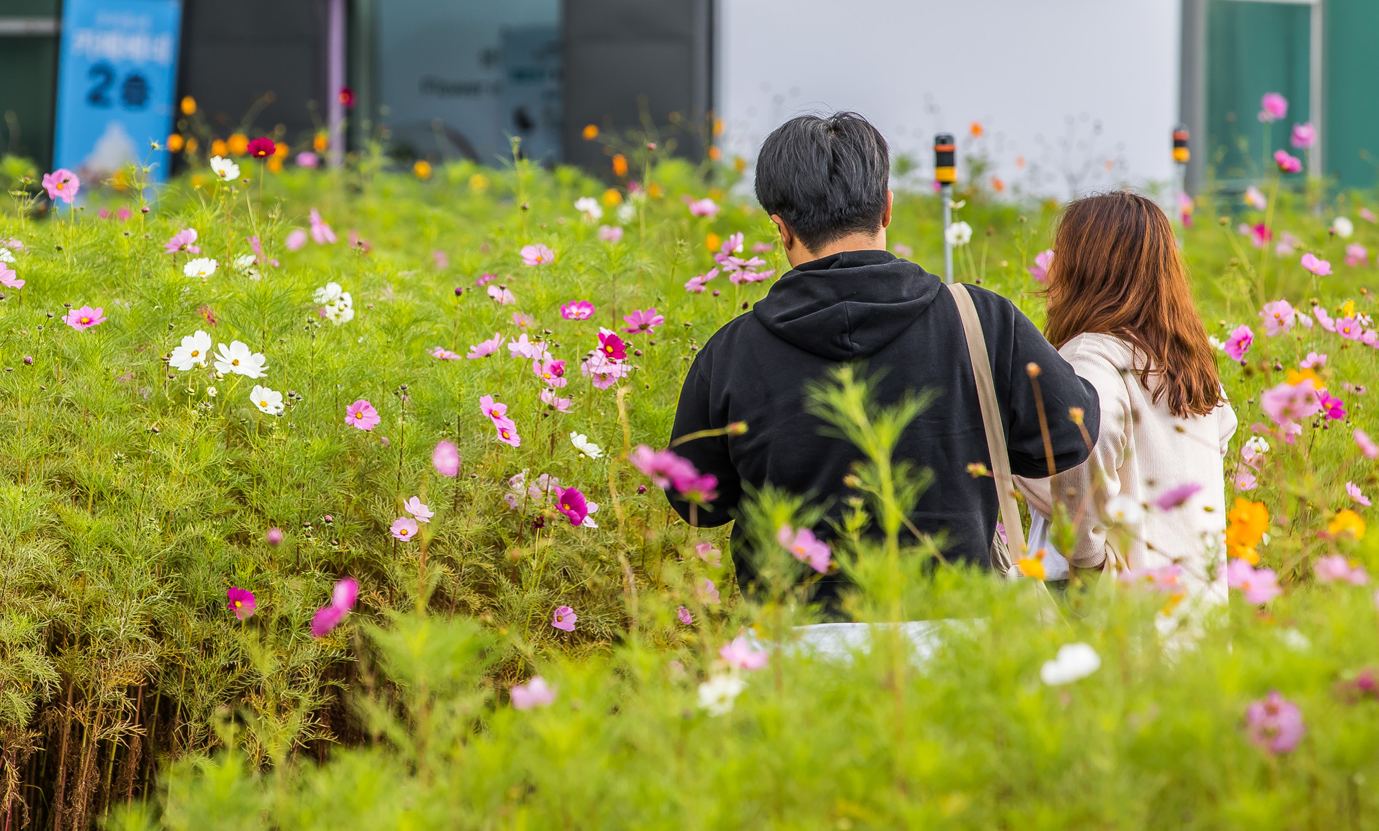 날씨;계절;계절스케치;가을스케치;가을비;일산호수공원;가을낙엽;가을꽃;가을코스모스