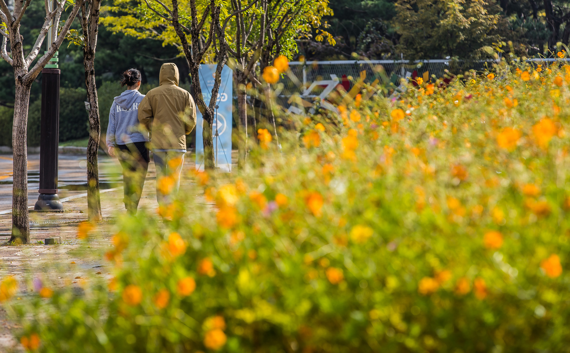 날씨;계절;계절스케치;가을스케치;가을비;일산호수공원;가을낙엽;가을꽃;가을코스모스