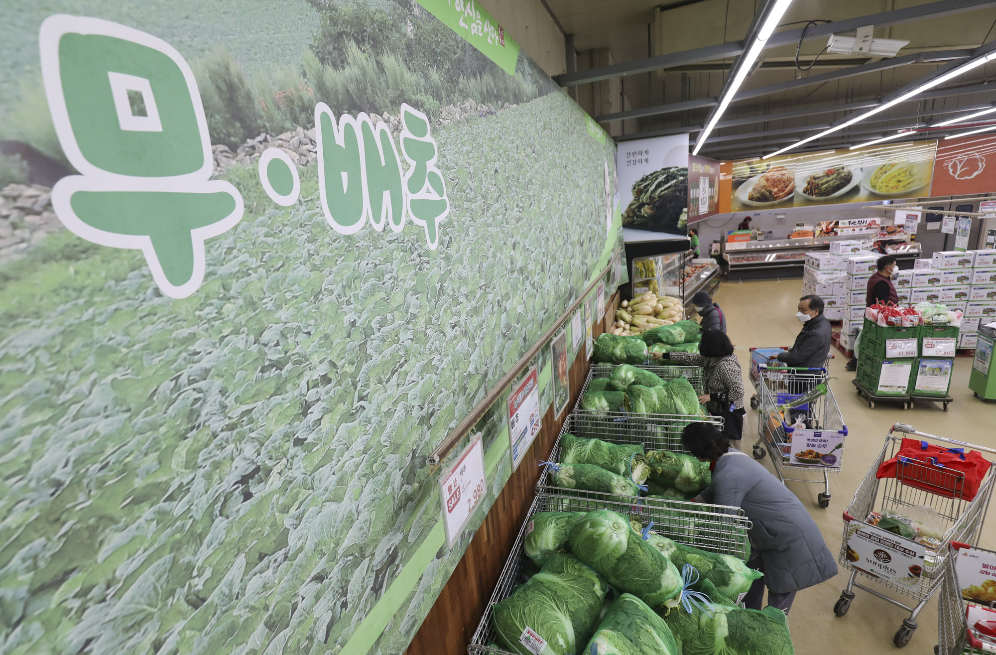 김장배추;마트배추;배추가격;김치가격;김장김치;하나로마트