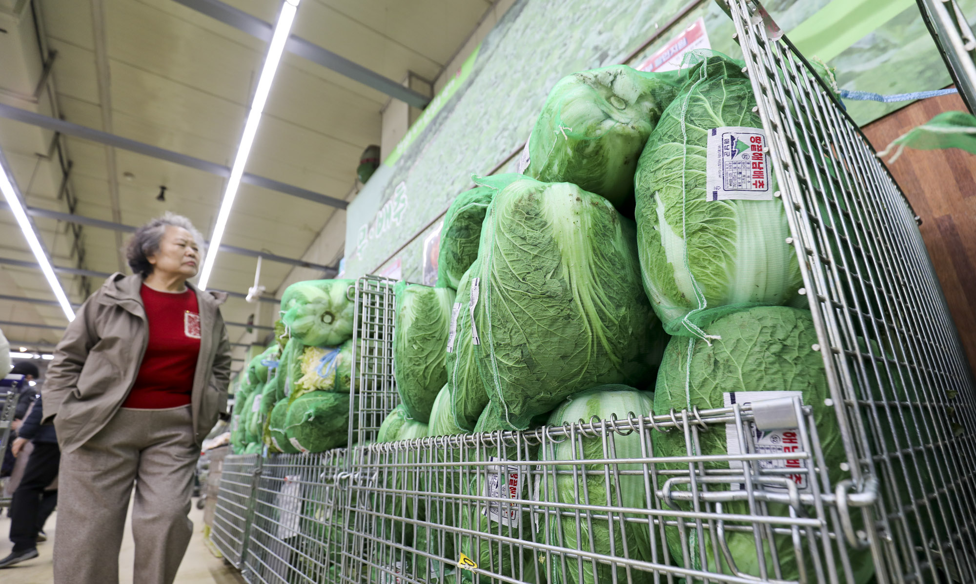 김장배추;마트배추;배추가격;김치가격;김장김치;하나로마트