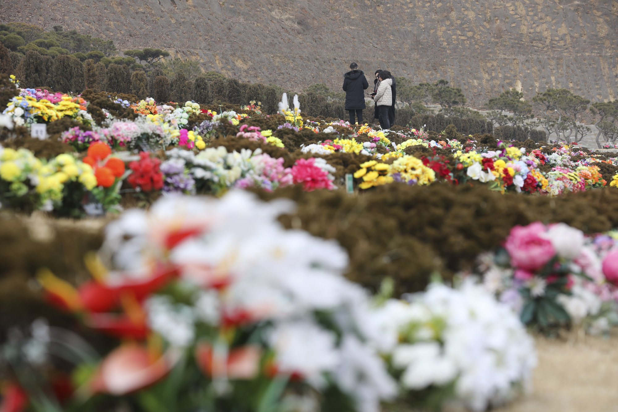 성묘;설날;무덤;차례