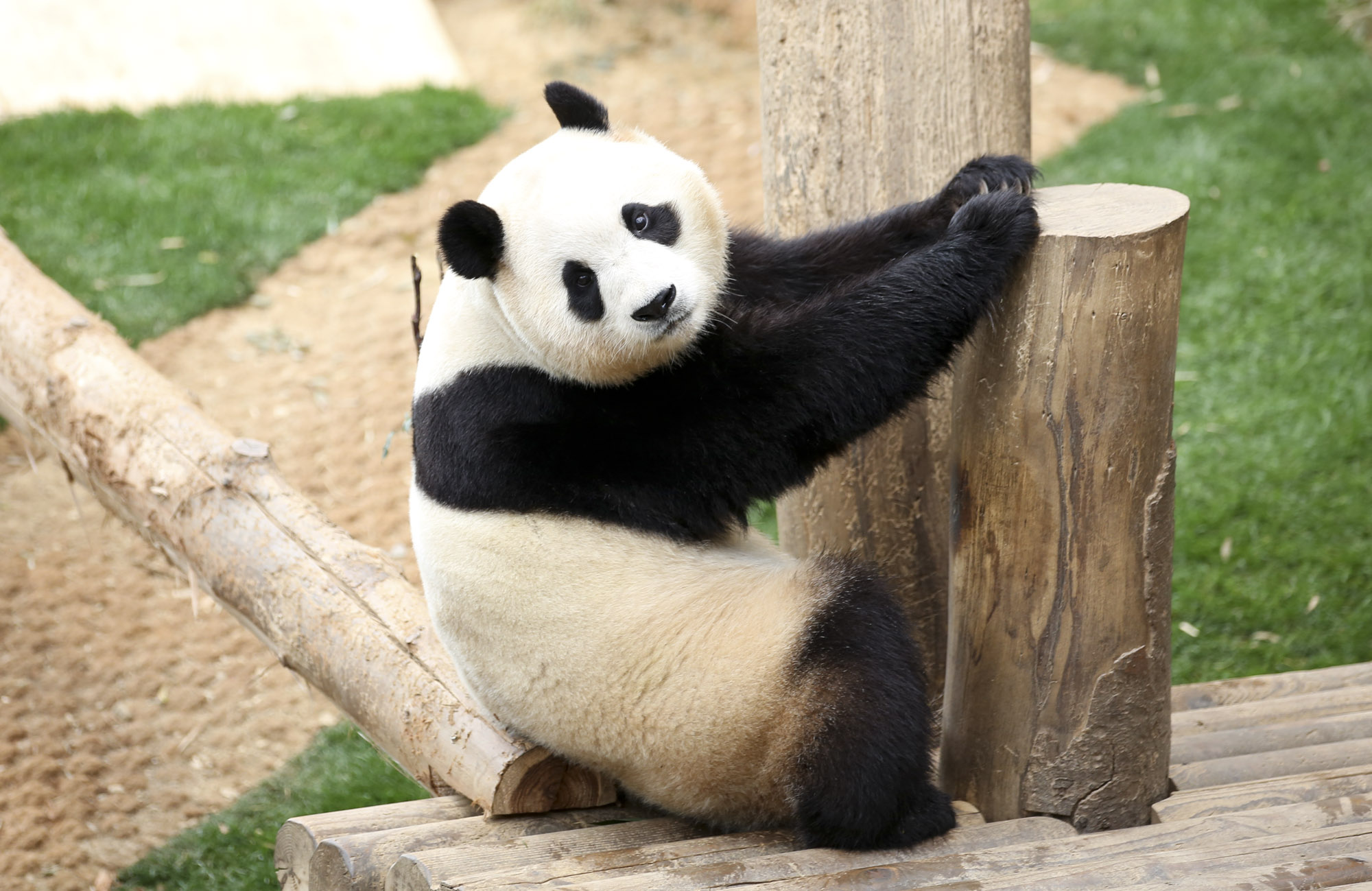 푸바오;판다;팬더;에버랜드;바오하우스