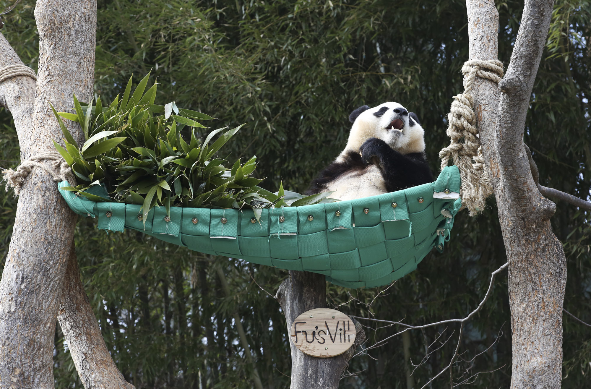푸바오;판다;팬더;에버랜드;바오하우스