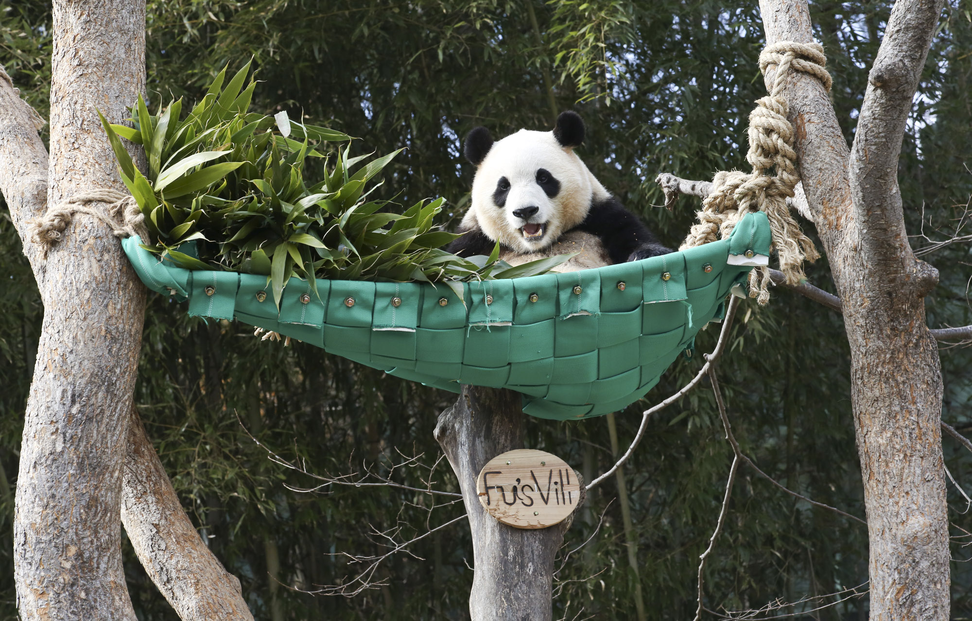 푸바오;판다;팬더;에버랜드;바오하우스