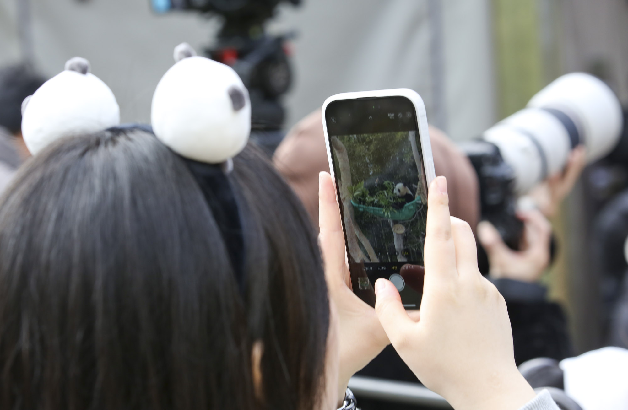 푸바오;판다;팬더;에버랜드;바오하우스