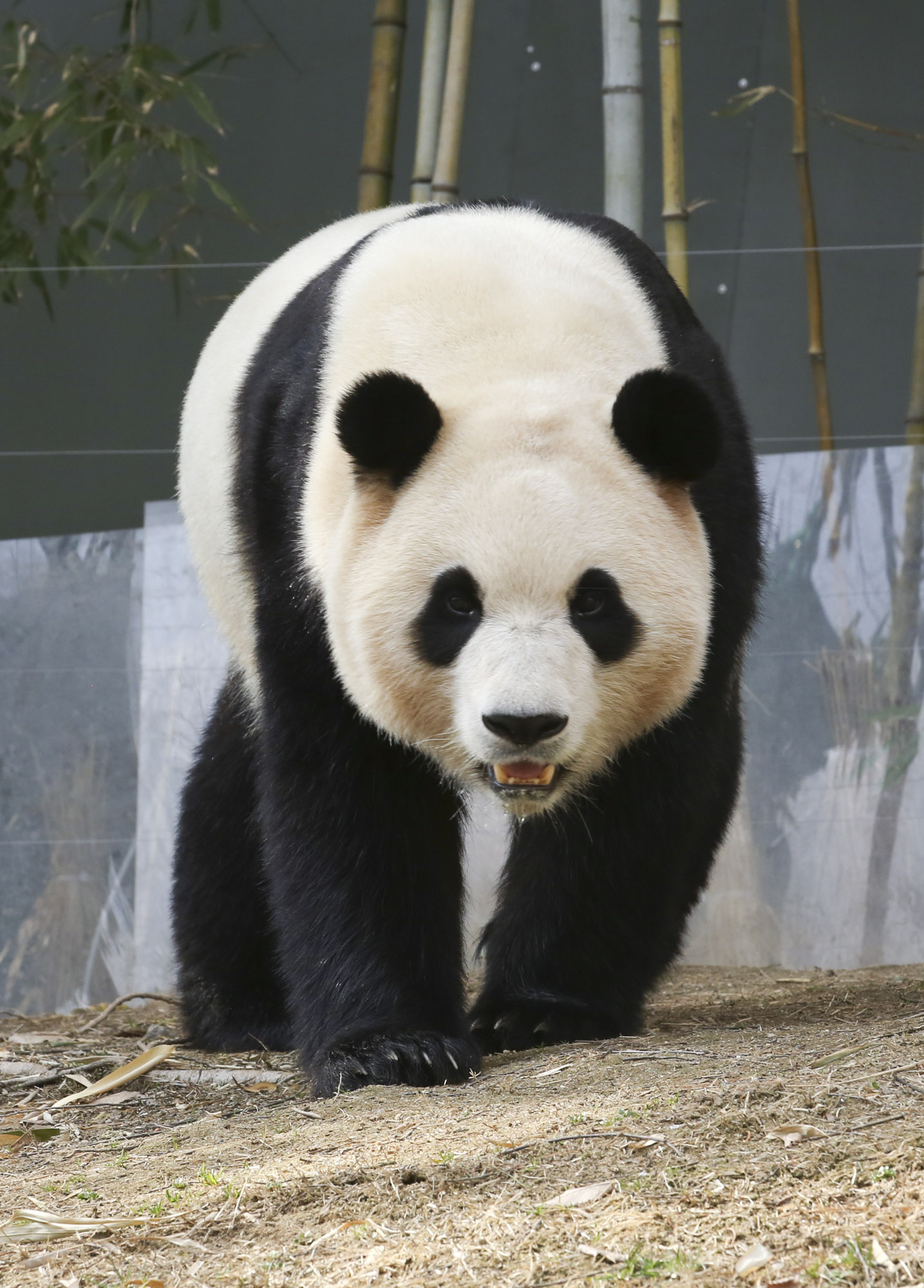 푸바오;판다;팬더;에버랜드;바오하우스
