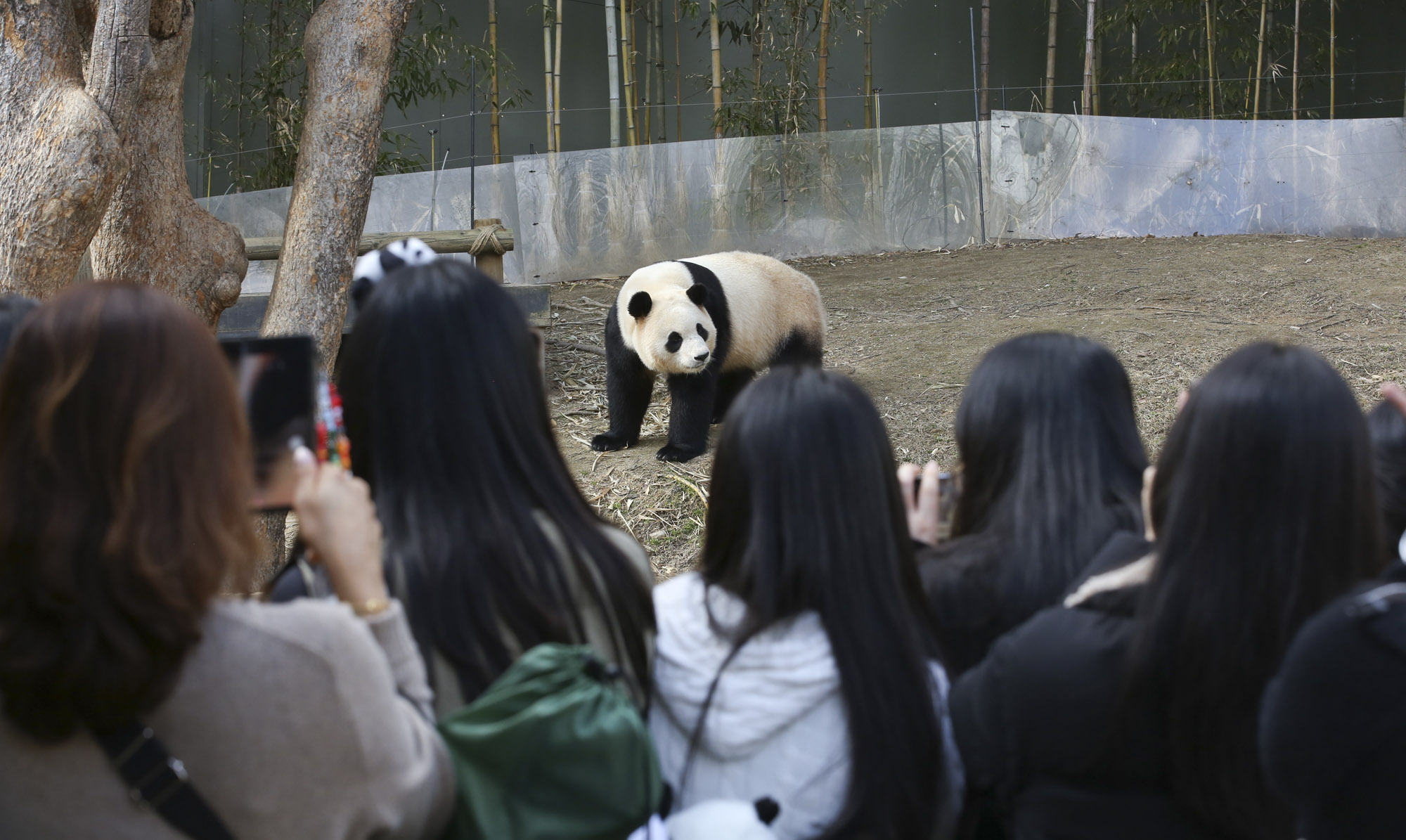 푸바오;판다;팬더;에버랜드;바오하우스