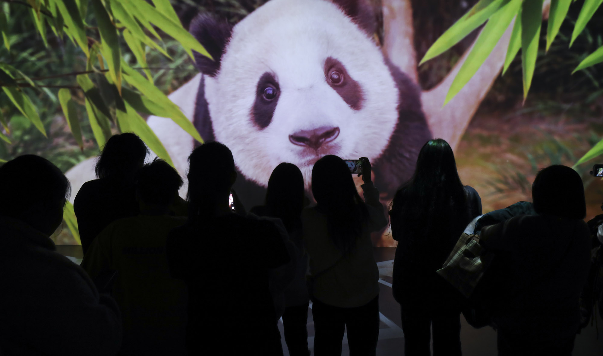 푸바오;판다;팬더;에버랜드;바오하우스