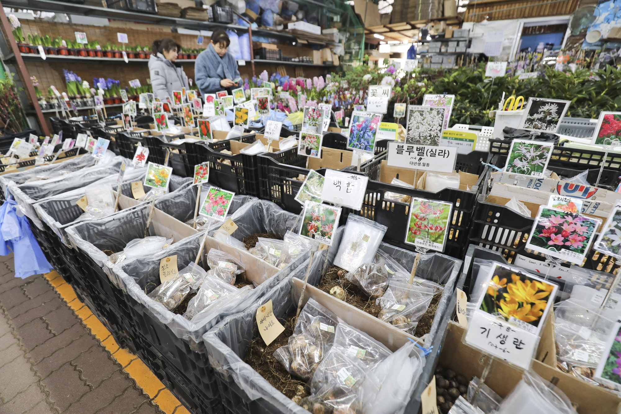 양재꽃시장;봄꽃