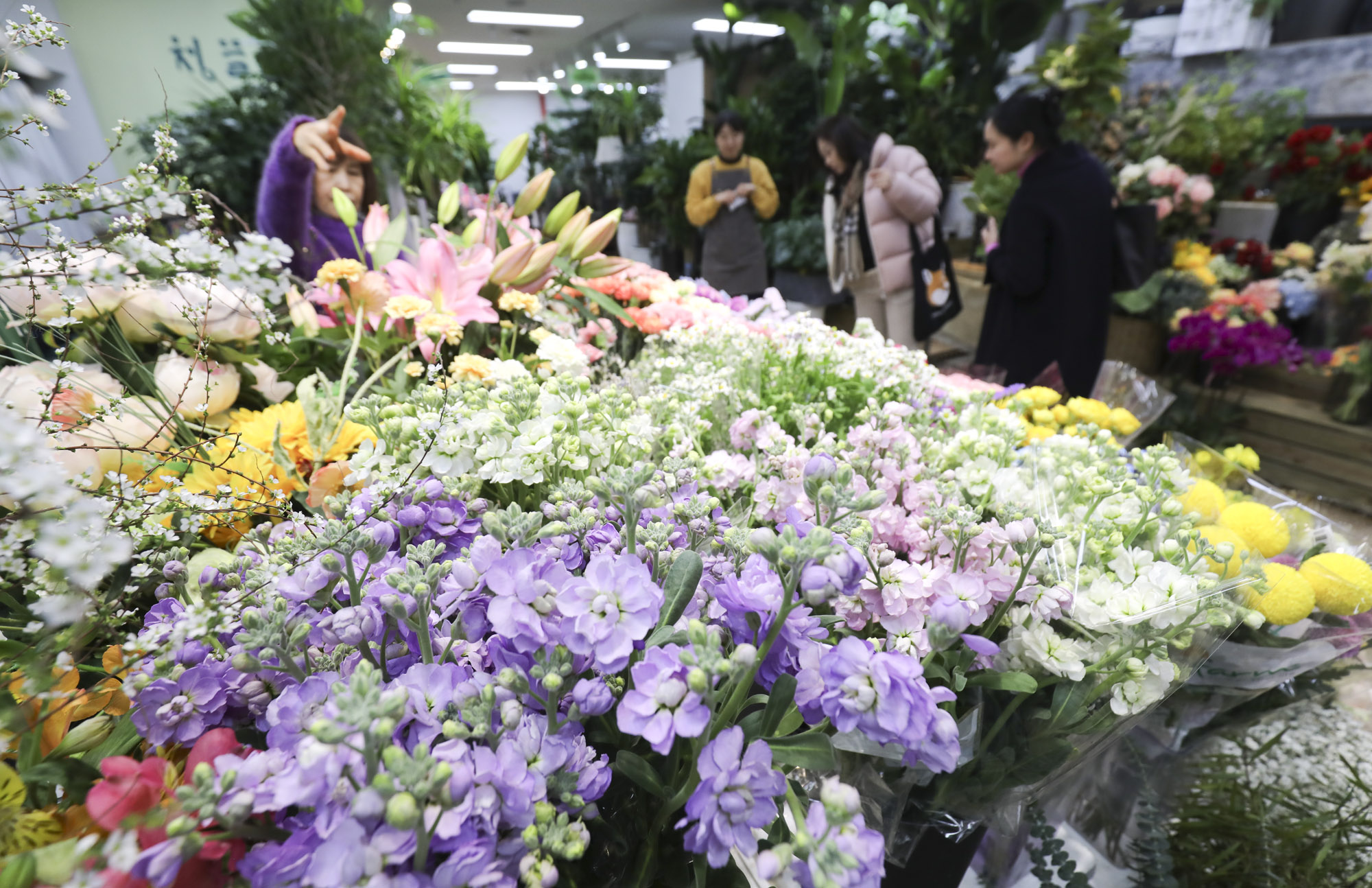 양재꽃시장;봄꽃