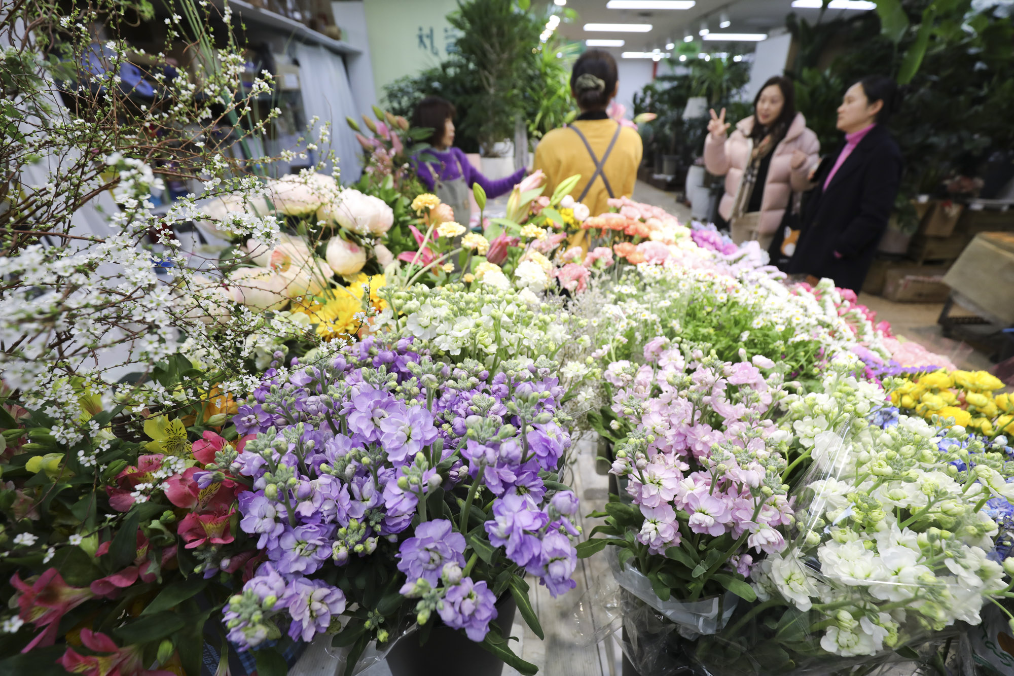 양재꽃시장;봄꽃