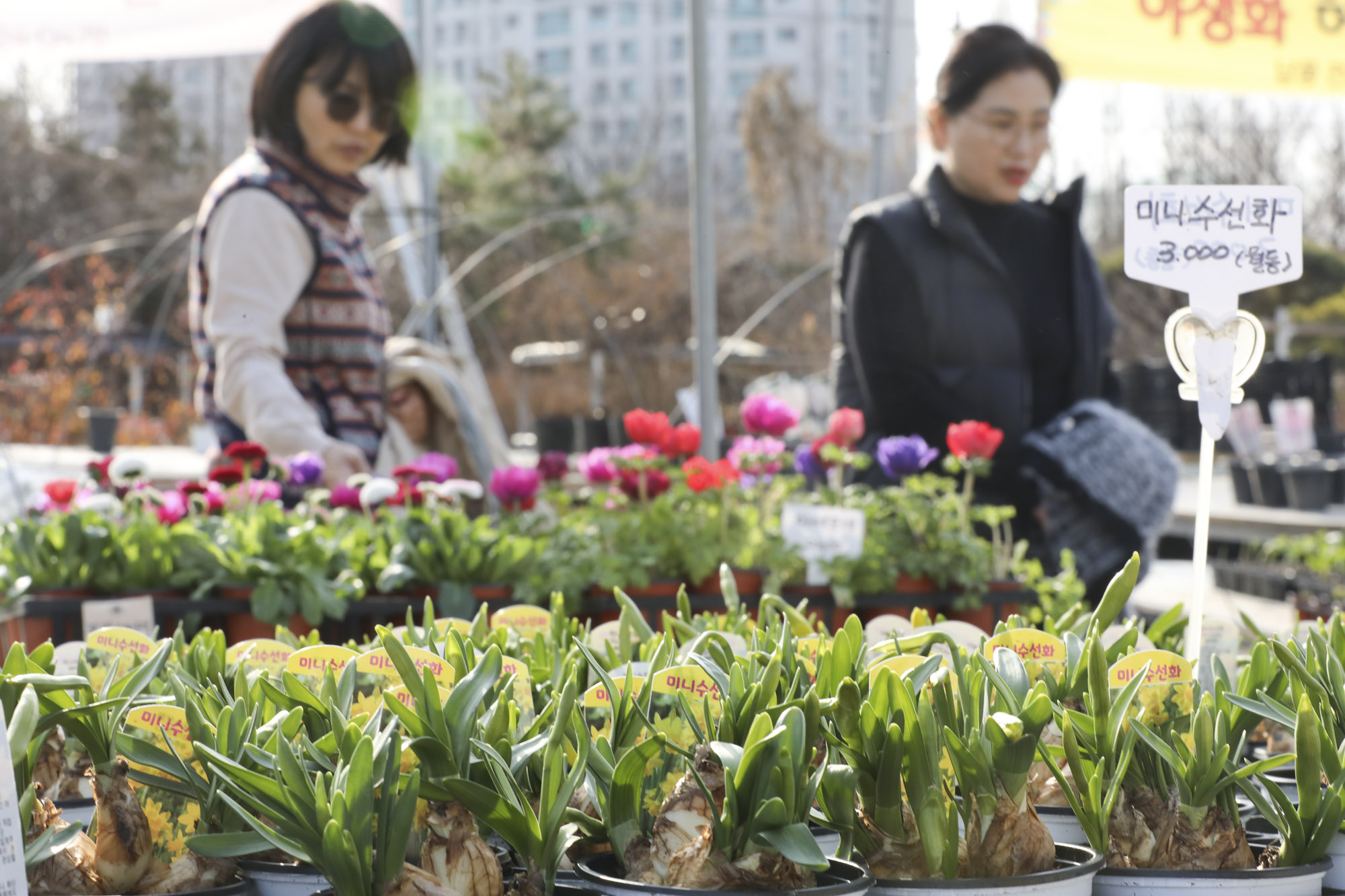 양재꽃시장;봄꽃