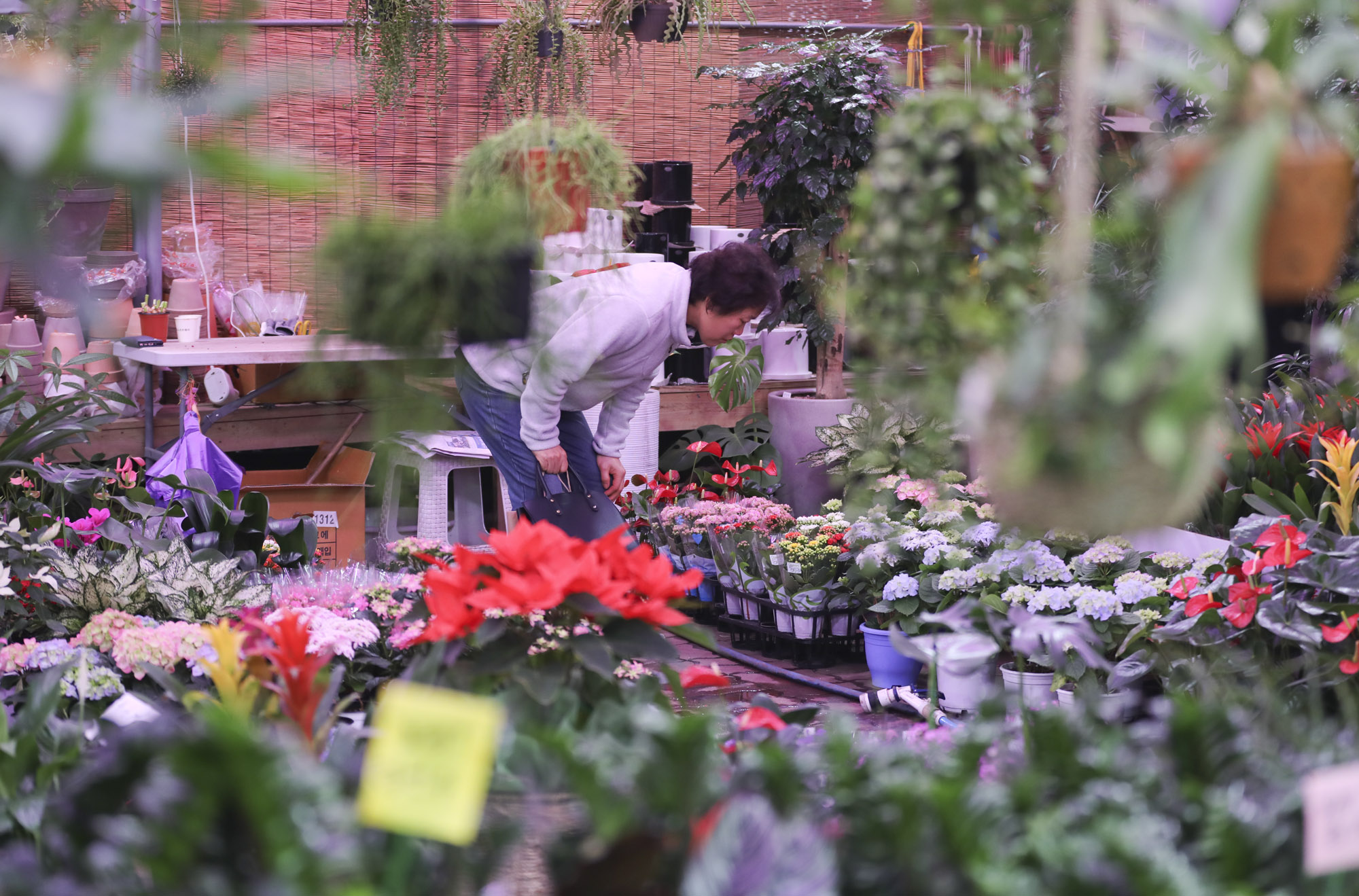 봄꽃;양재꽃시장