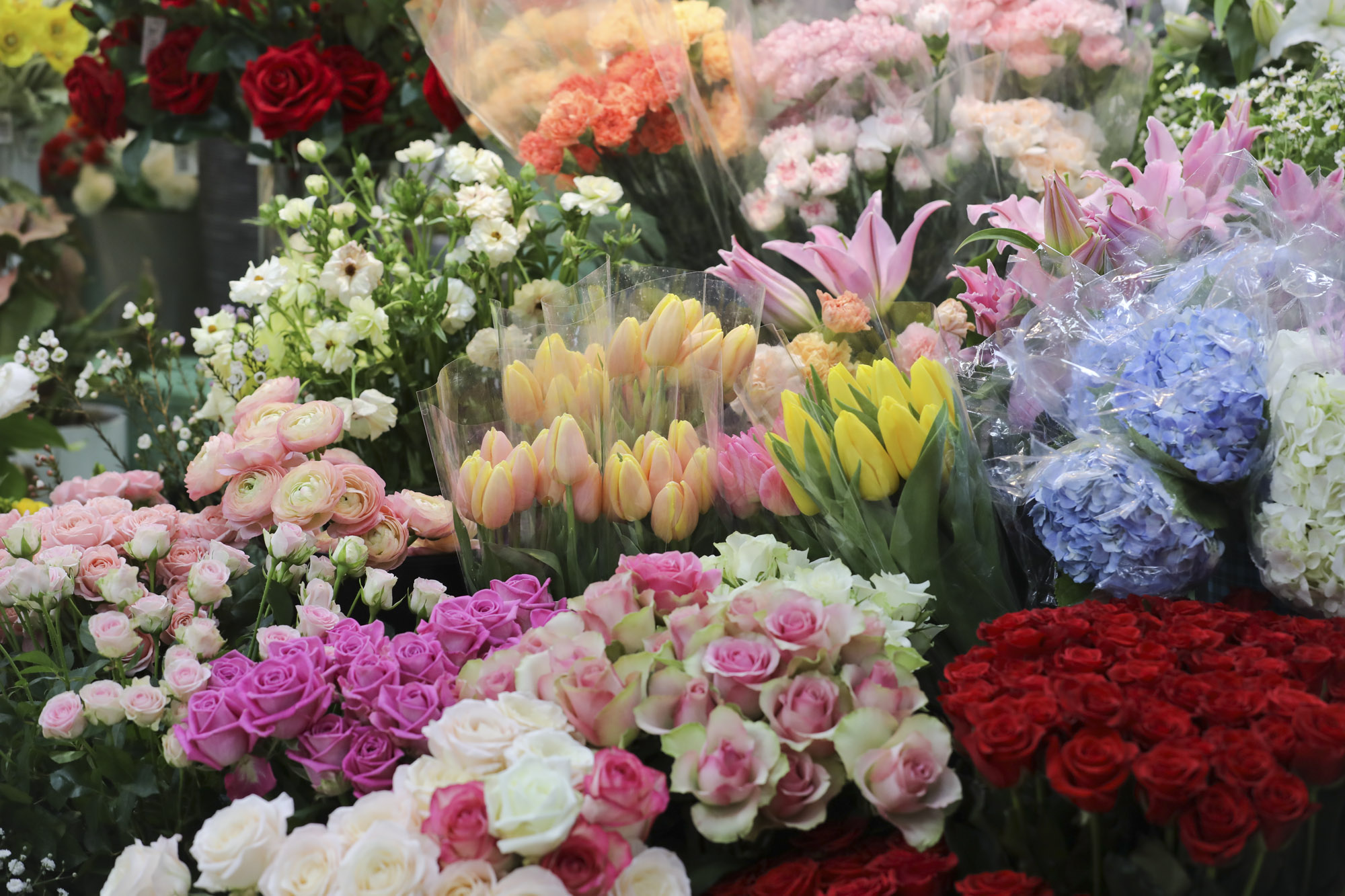 양재꽃시장;봄꽃