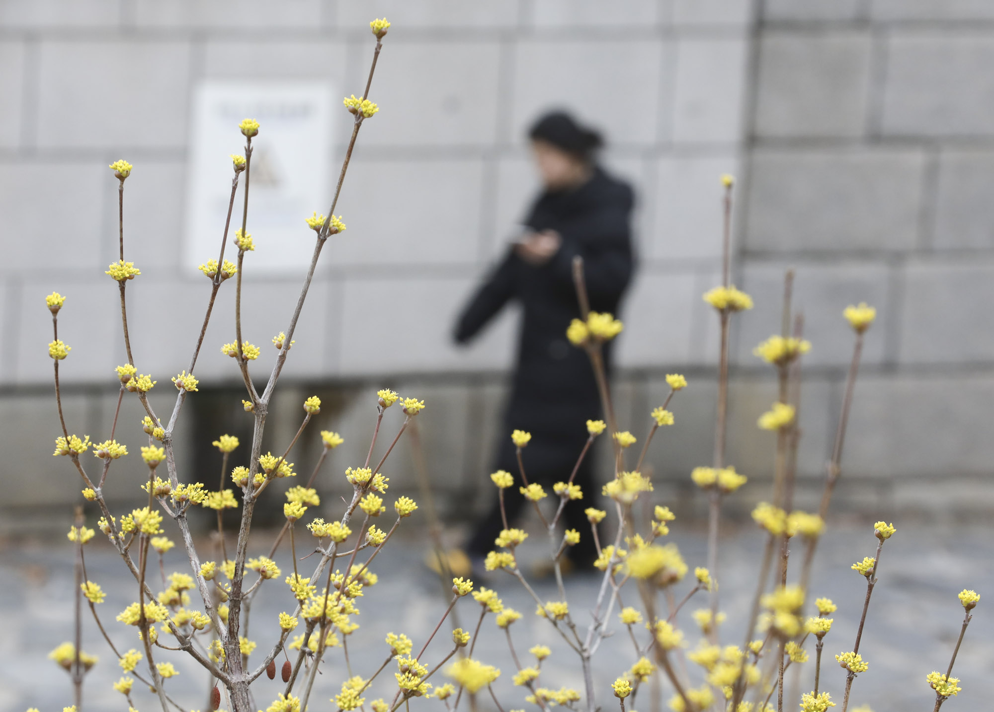 산수유;봄꽃;청계천봄