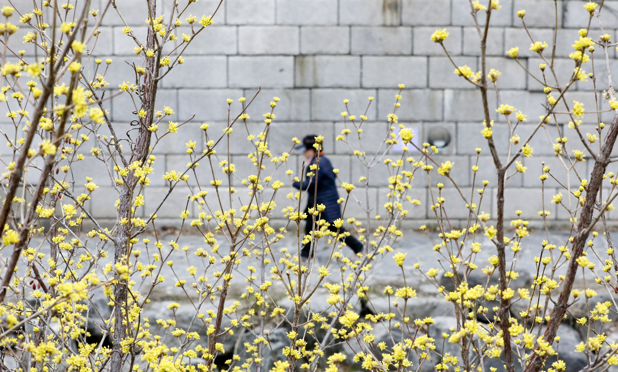 산수유;봄꽃;청계천봄