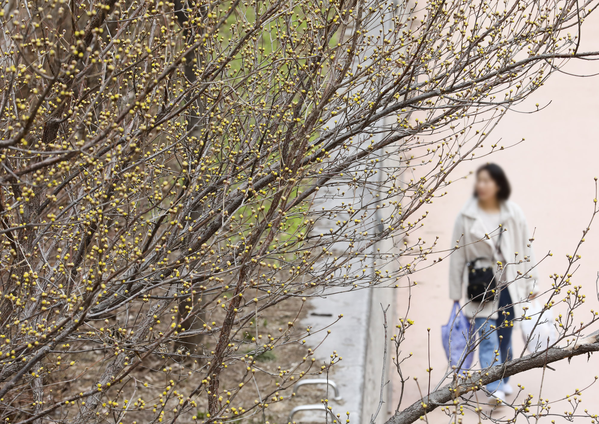 산수유;봄꽃;청계천봄