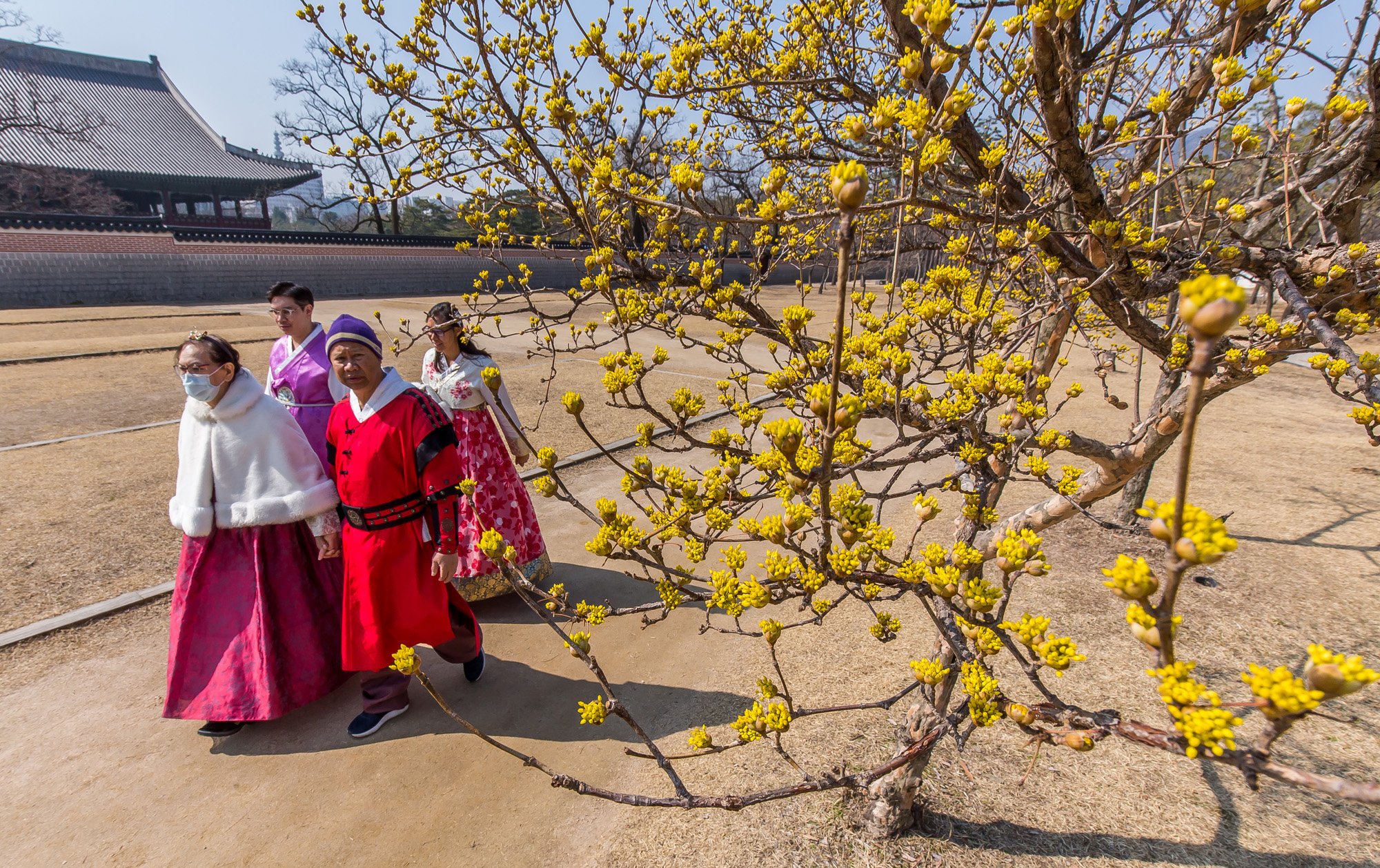 사회;계절;날씨;봄스케치;봄꽃;산수유꽃;경복궁;경복궁산수유꽃;생강나무꽃;경복궁외국인관광객