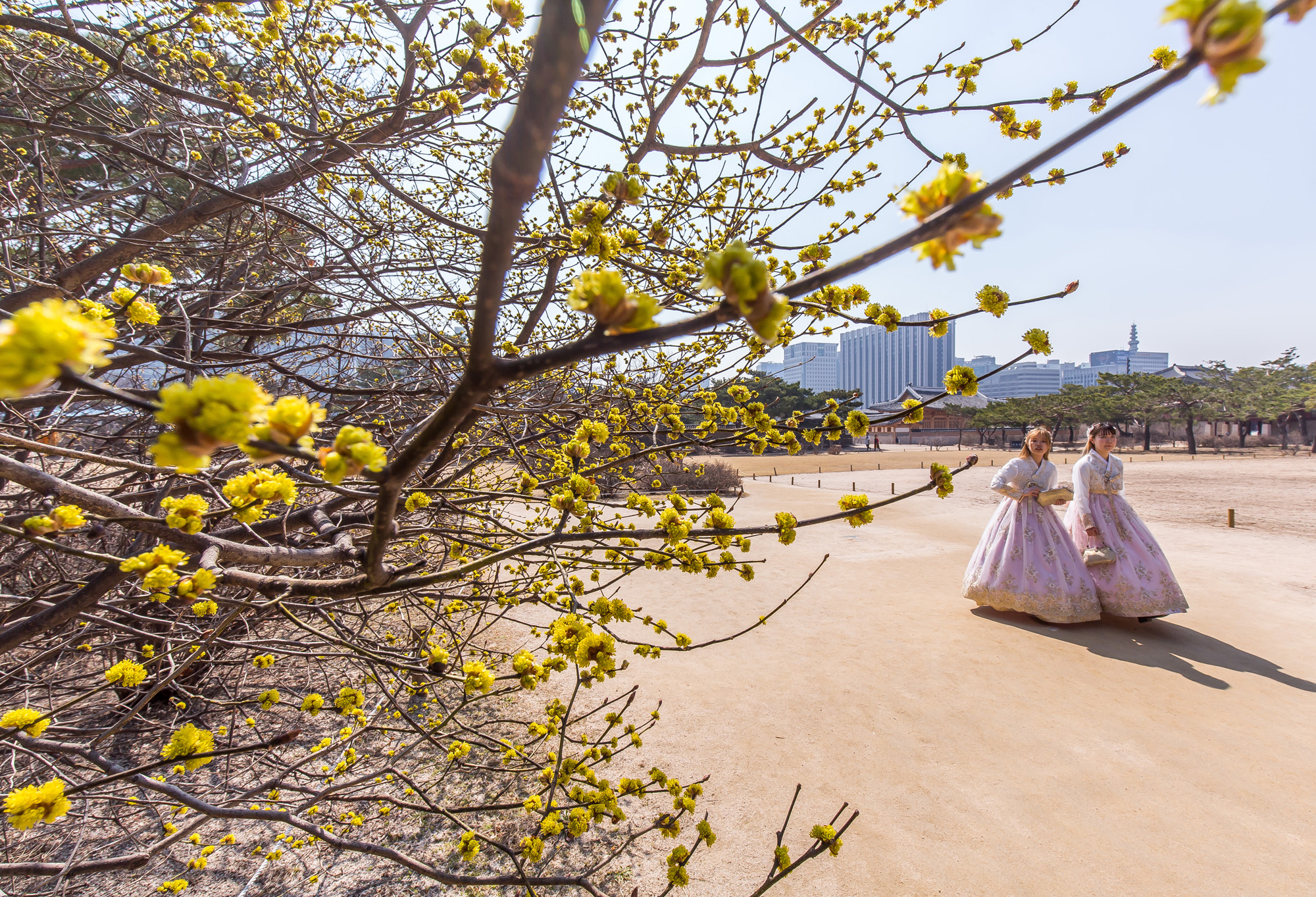 사회;계절;날씨;봄스케치;봄꽃;산수유꽃;경복궁;경복궁산수유꽃;생강나무꽃;경복궁외국인관광객