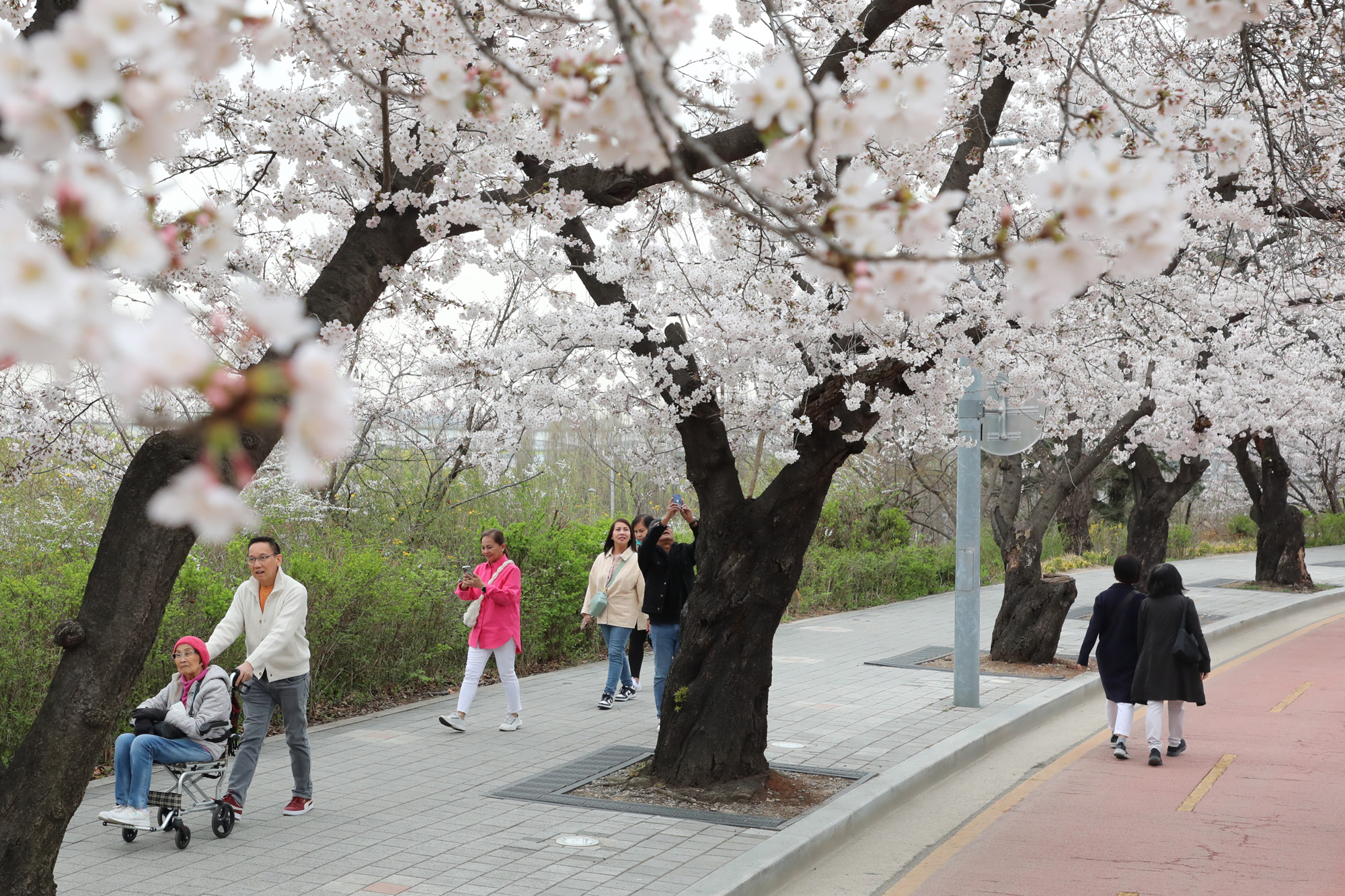 사회;여의도벚꽃;윤중로벚꽃축제