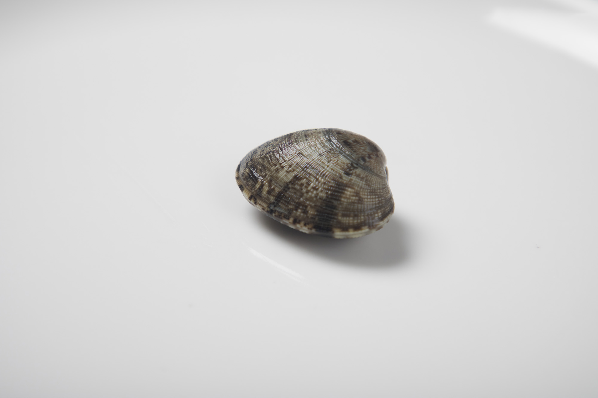 사회;비브리오패혈증;조개;어패류;바지락