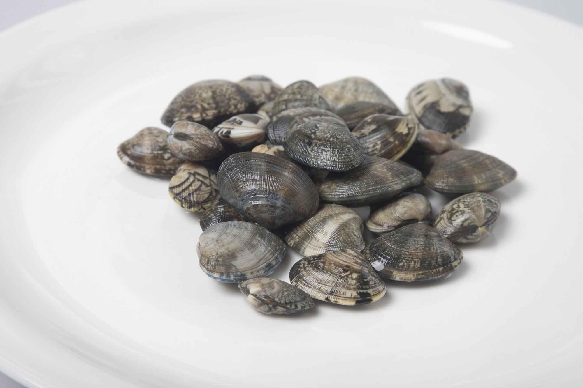 사회;비브리오패혈증;조개;어패류;바지락